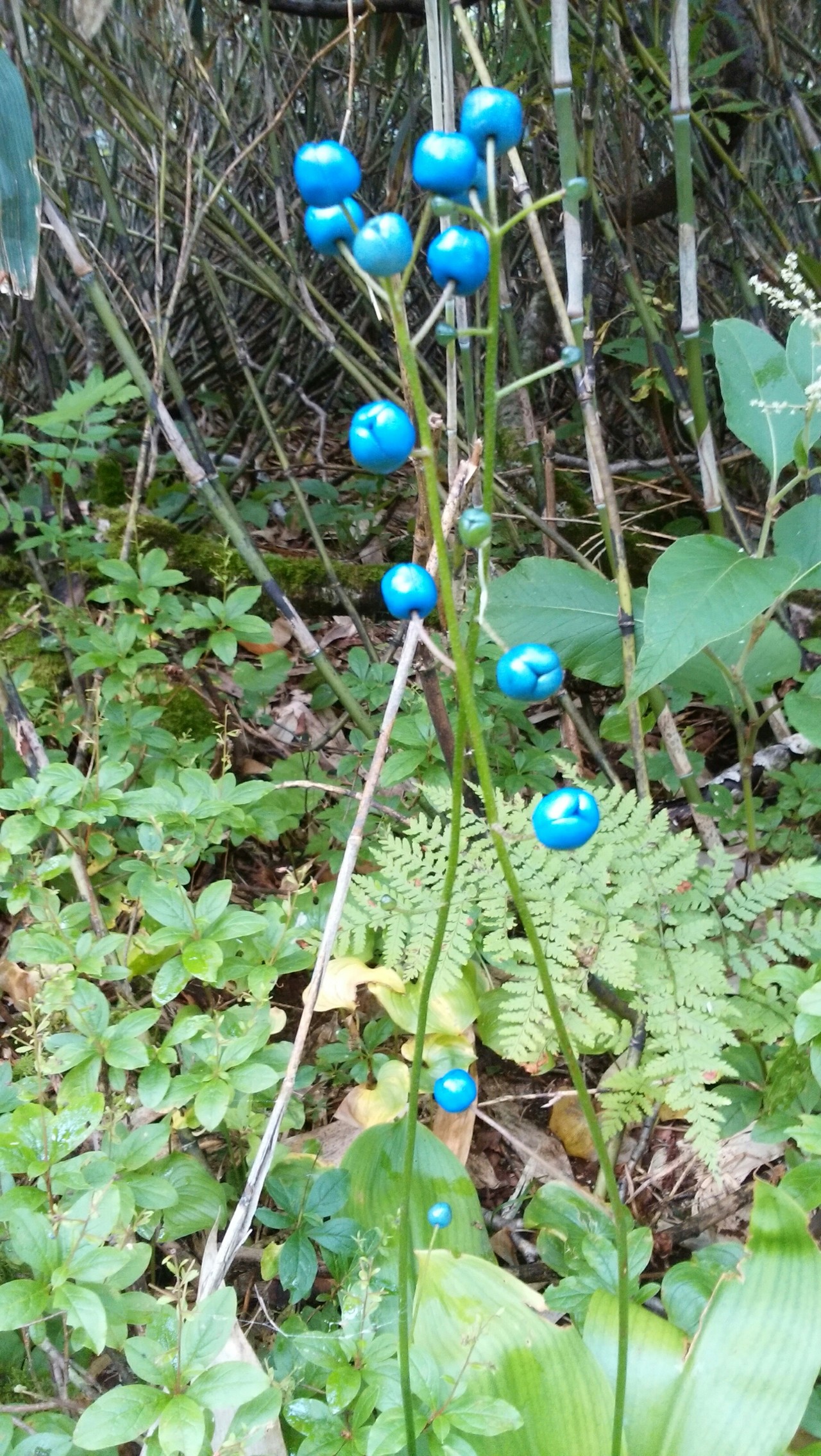 秋はすぐそこ イワオヌプリ ニトヌプリ Norigさんのニセコアンヌプリ イワオヌプリ チセヌプリの活動日記 Yamap ヤマップ