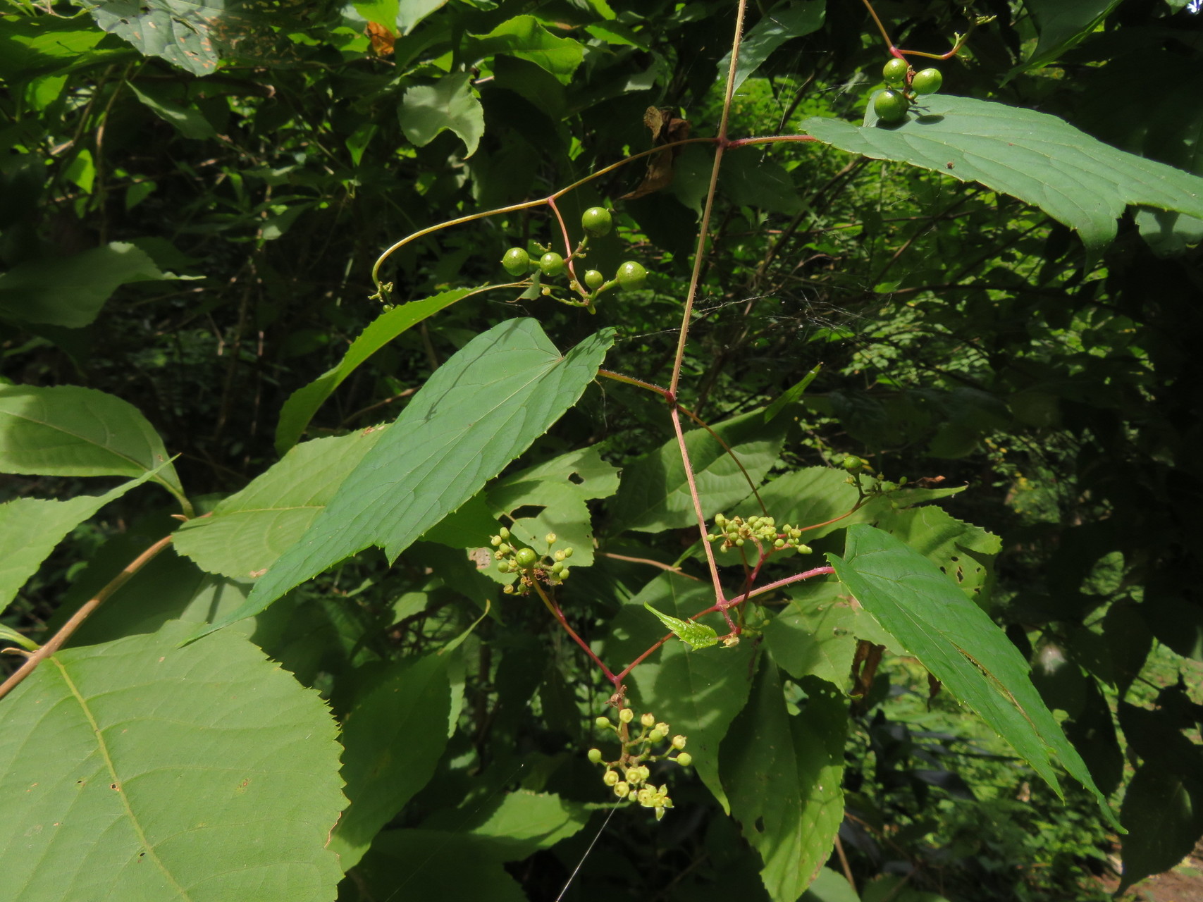 植物観察 夏の里山 森田山 へ Manoさんの富山市の活動日記 Yamap ヤマップ