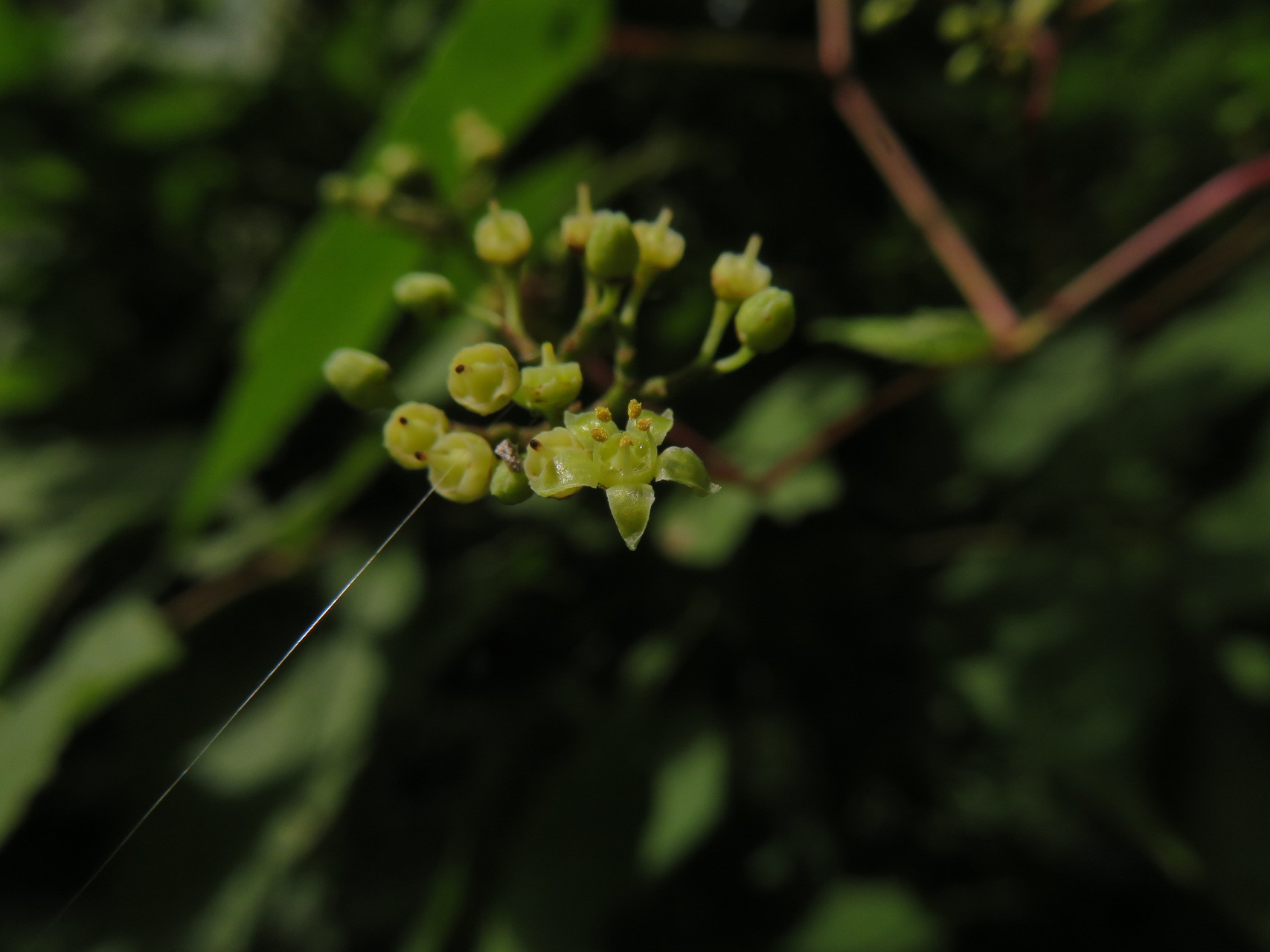 植物観察 夏の里山 森田山 へ Manoさんの富山市の活動日記 Yamap ヤマップ