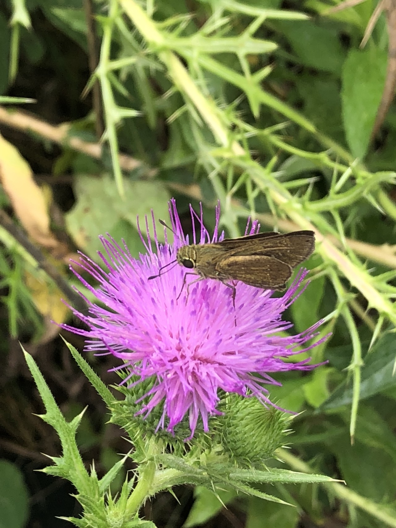 ポンポン山系花暦 8月 恵の雨 やまたいらさんのポンポン山 釈迦岳 小塩山 若山の活動日記 Yamap ヤマップ