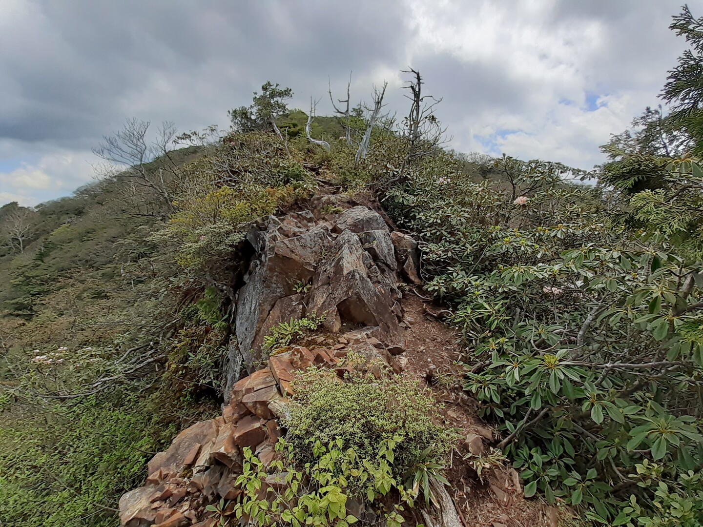 荒海山 八総鉱山跡登山口 正規ルート 2021.5.29 / ota660さんの荒海山・芝草山の活動データ YAMAP / ヤマップ