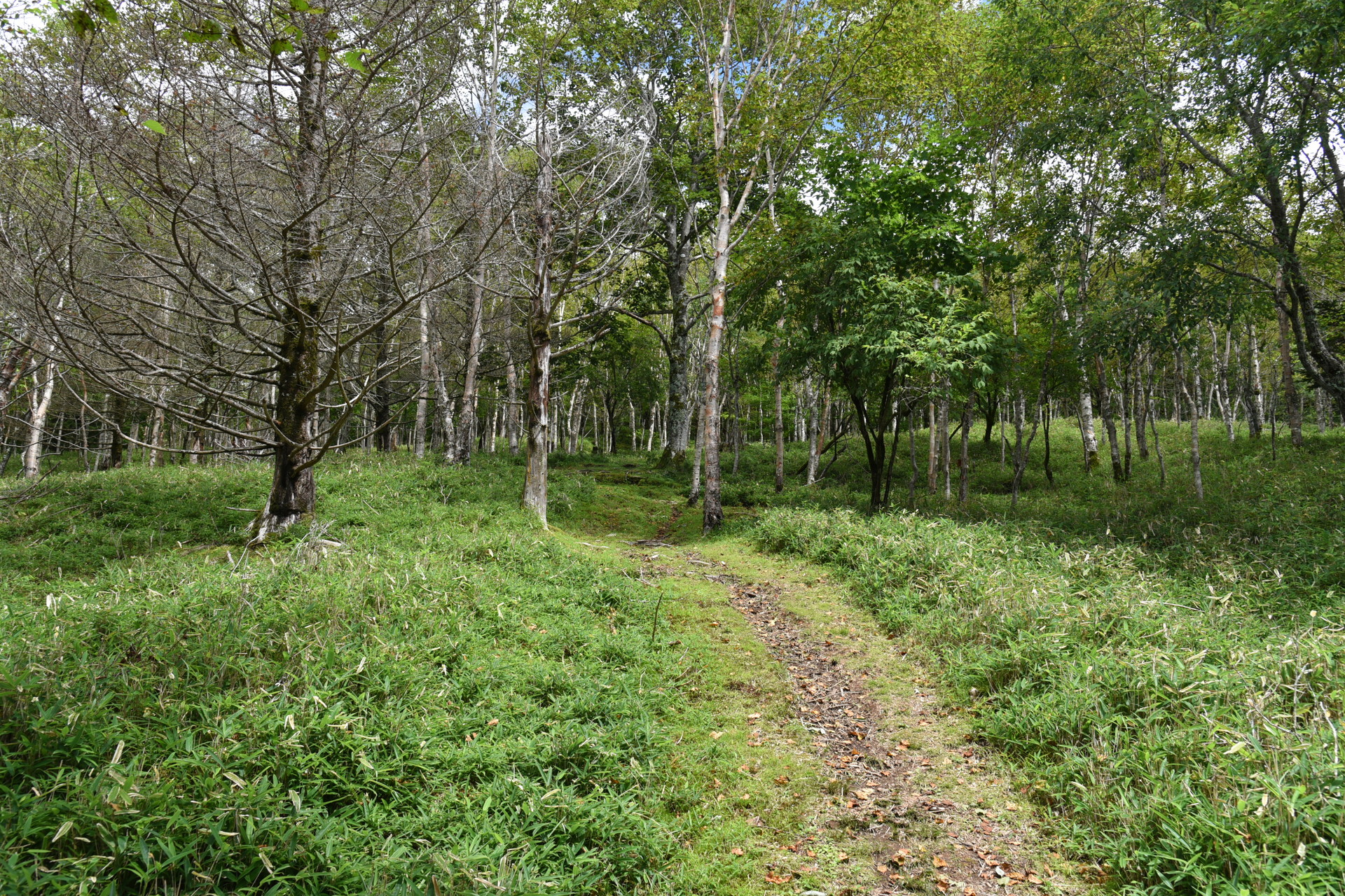 山伏・八紘嶺・笹山 気持ちのいい登山道でした。