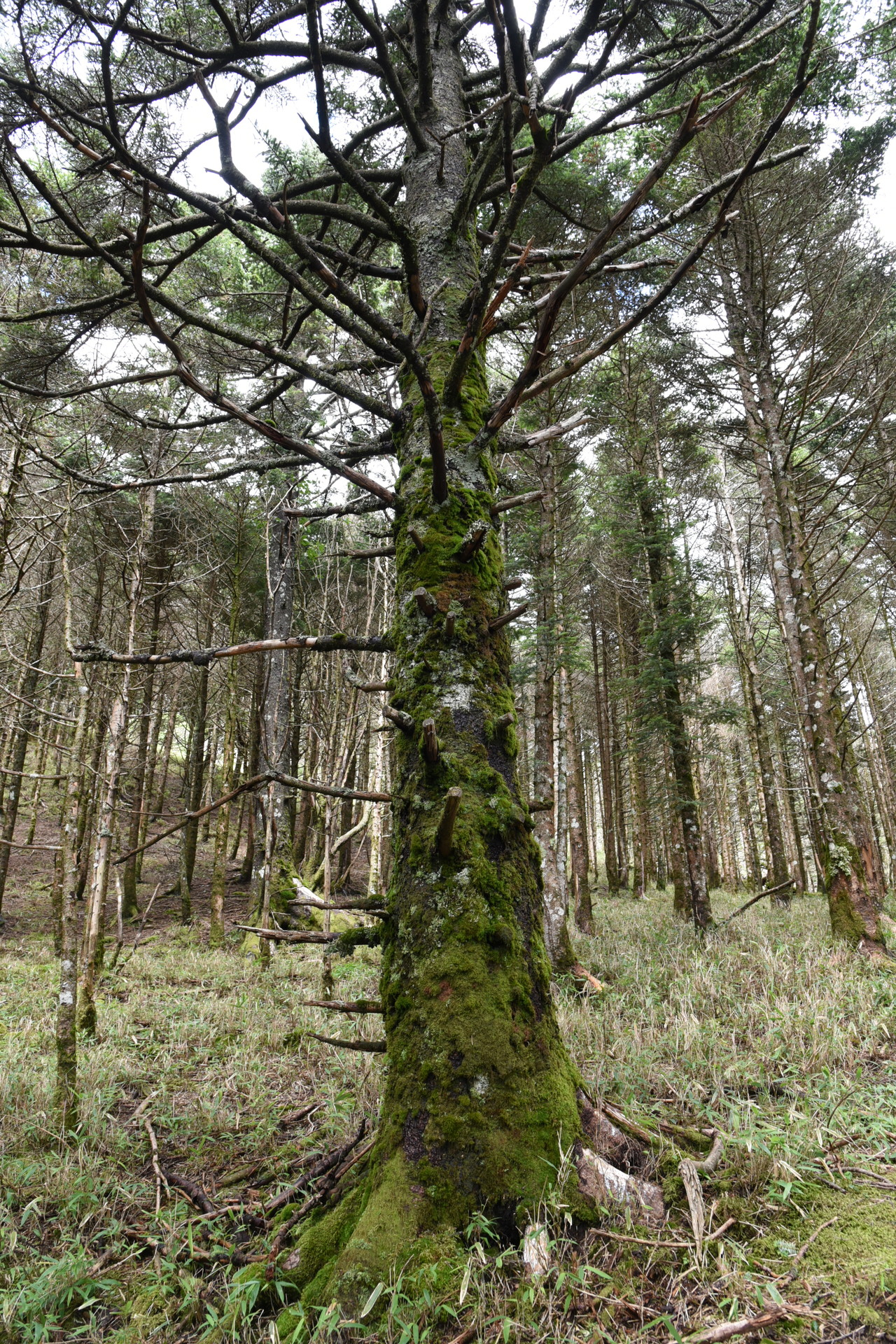 山伏・八紘嶺・笹山 木々の幹にはコケがたくさんでした。