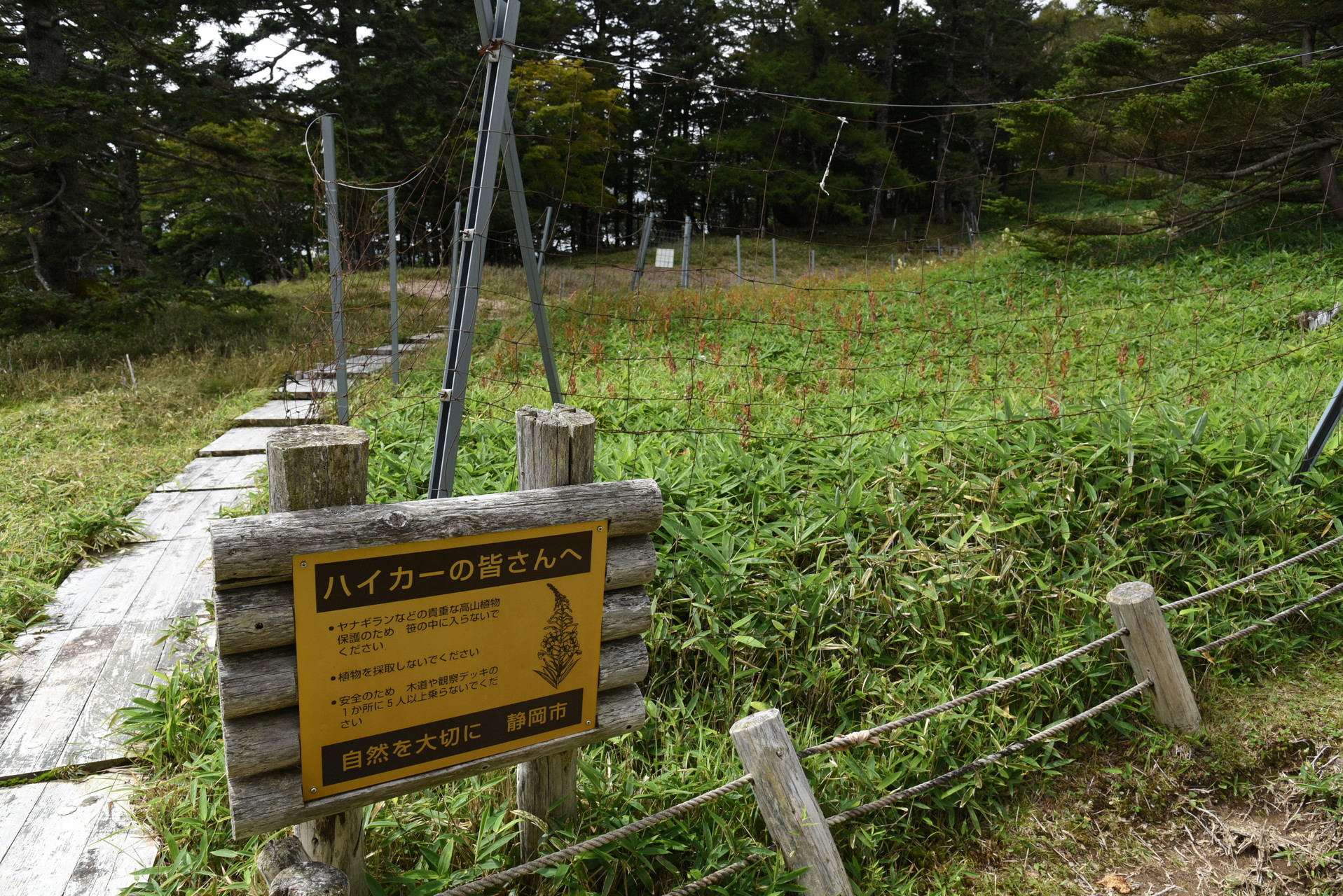 山伏・八紘嶺・笹山 ヤナギランは鹿の食害対策でフェンスに囲われていました。