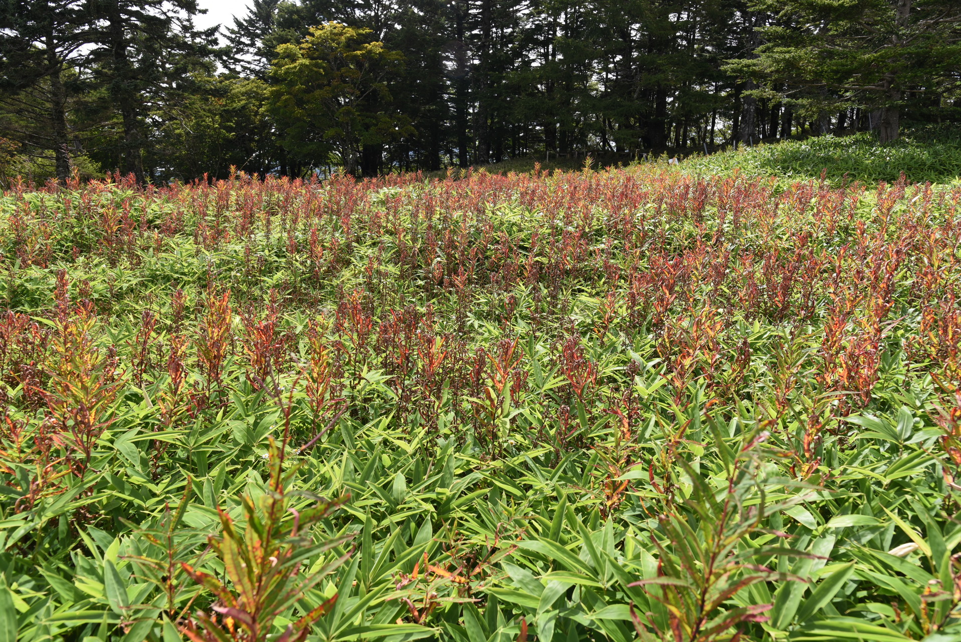 山伏・八紘嶺・笹山 ヤナギランは、まさに群生です。
...が、終わっちゃってました。