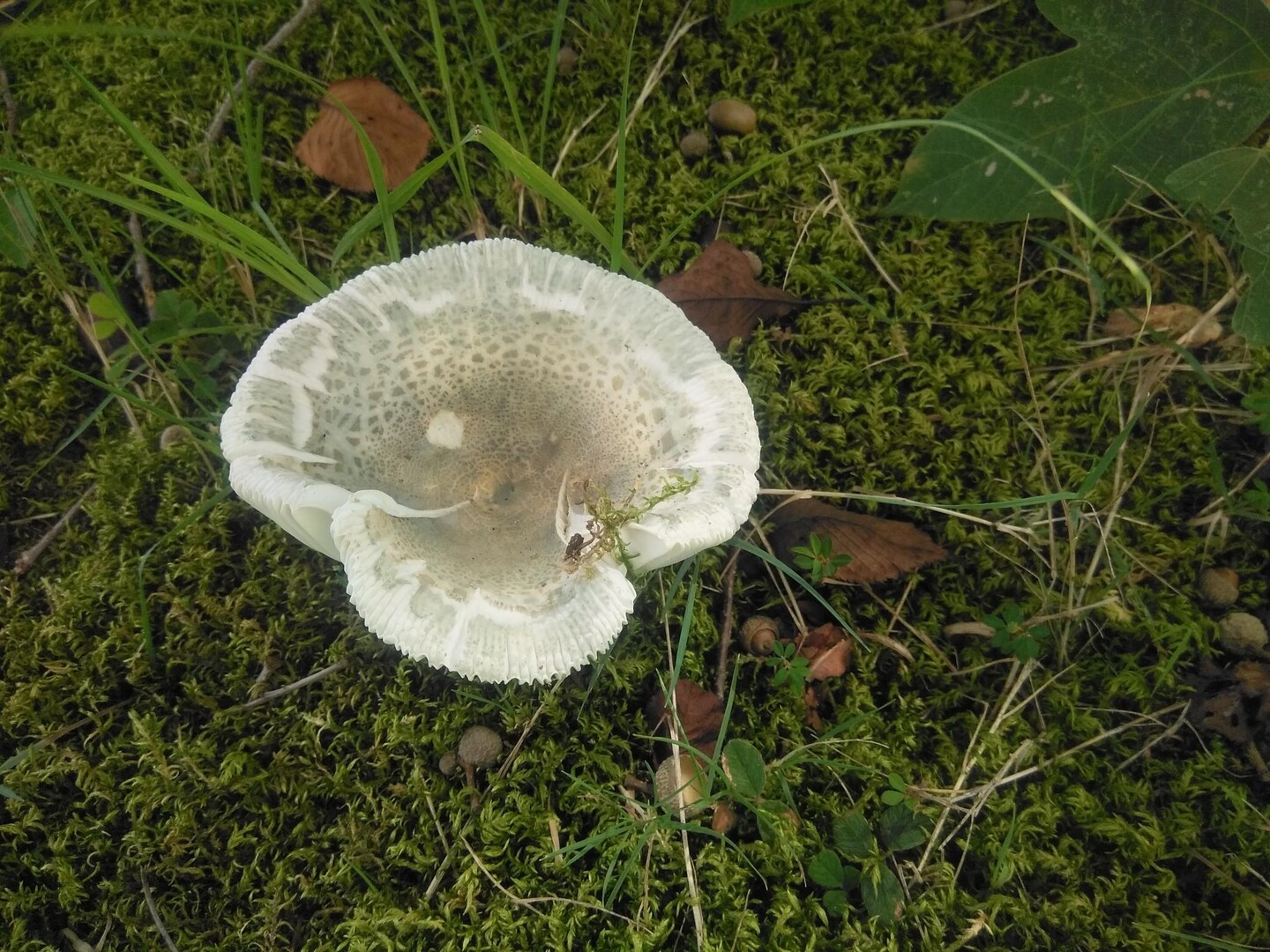 古賀志山の植物と虫 ①②ハツタケ(初茸)... / 下山家 山二登子さんのモーメント | YAMAP / ヤマップ