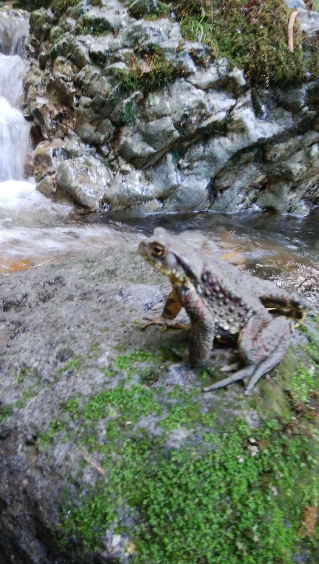 白水谷 渓流釣り Dopさんの沢上谷の活動データ Yamap ヤマップ
