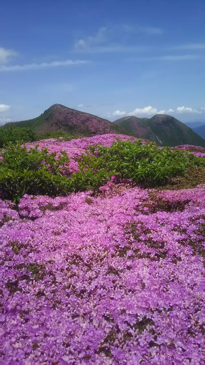 今年の九重連山のミヤマキリシマは、虫害に... / ハマさんのモーメント
