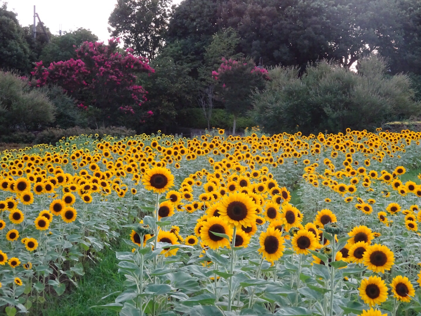 馬見丘陵公園 ひまわり 19 08 05 ジュンキロウさんの明神山の活動データ Yamap ヤマップ