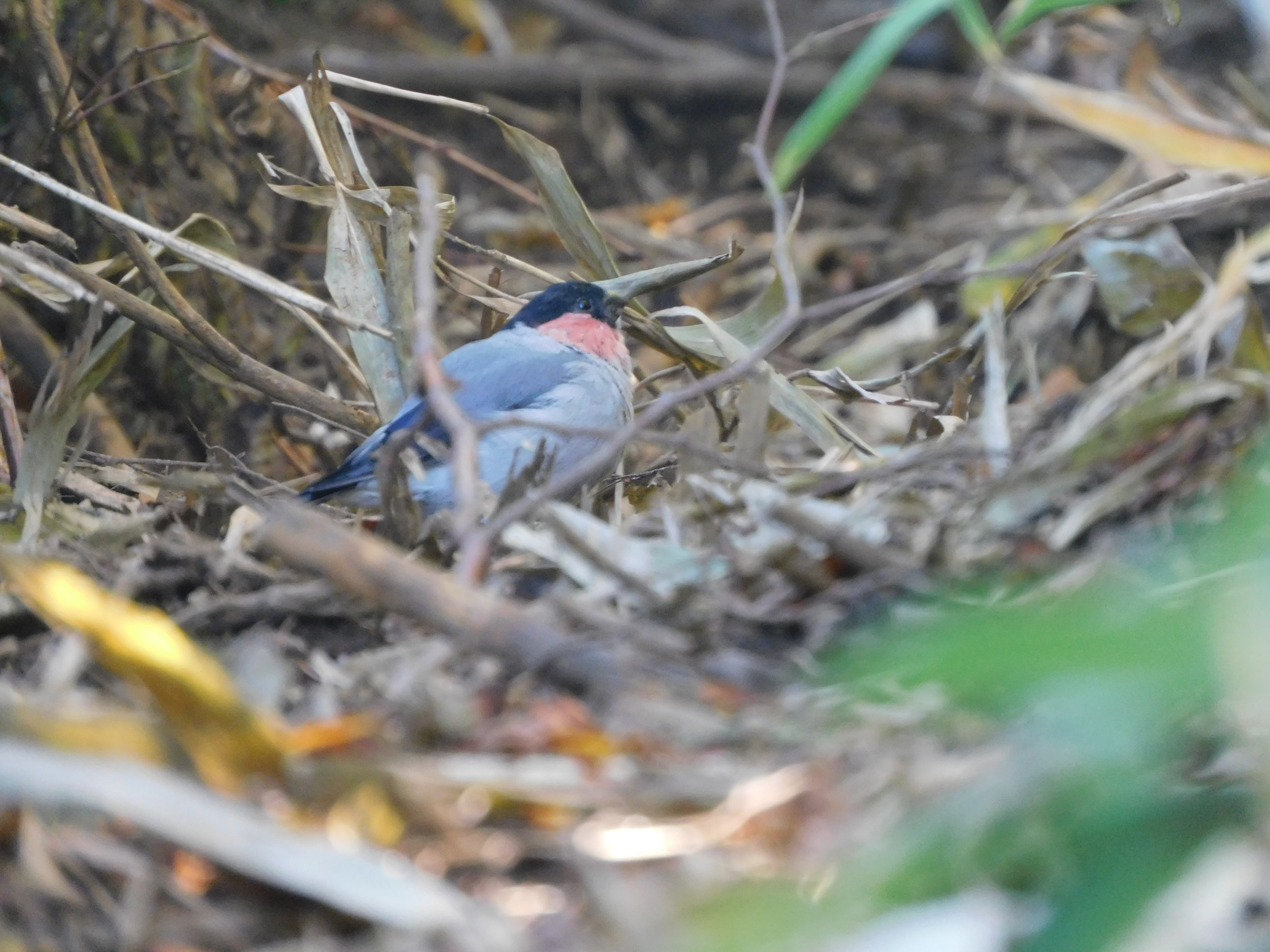 京極登山口 羊蹄山 往復コースの地図 登山ルート 登山口情報 Yamap ヤマップ