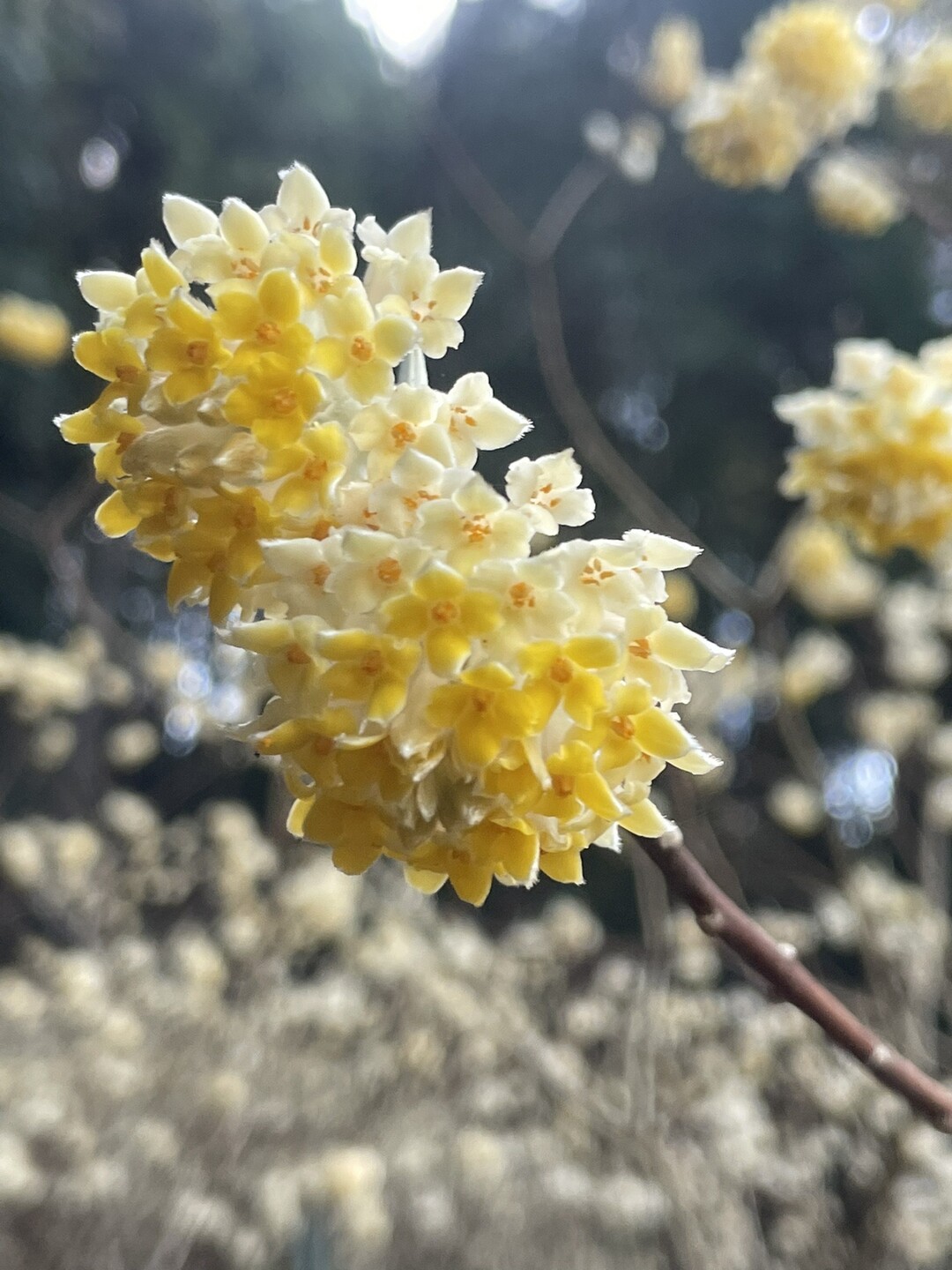 ミツマタ 咲いてました まんまる Fluffさんのモーメント Yamap ヤマップ