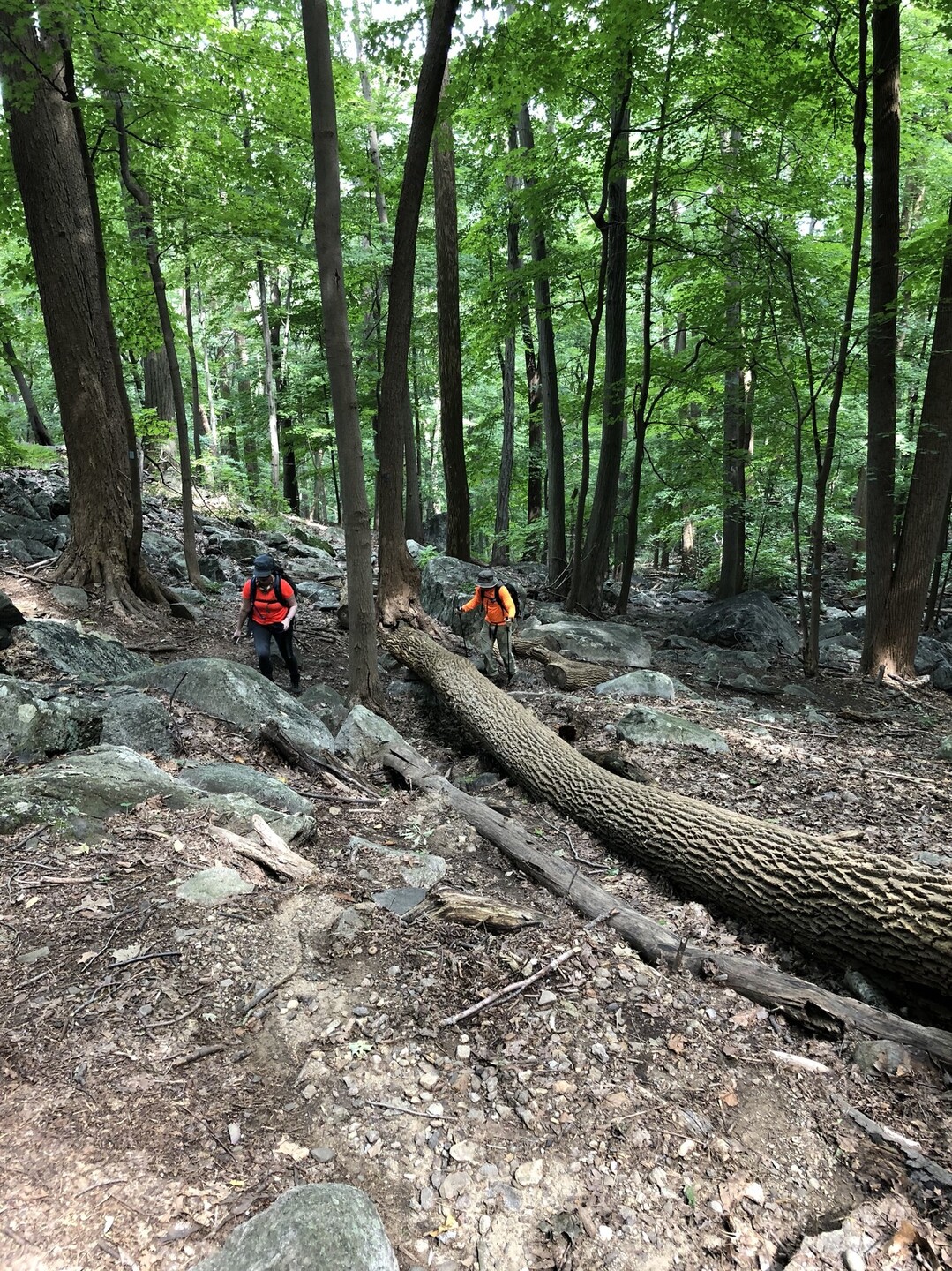 Bald Mountain And Doodletown ボールド マウンテンとドゥードゥルタウン Mt Adventureさんのハーリーマン州立公園の活動日記 Yamap ヤマップ