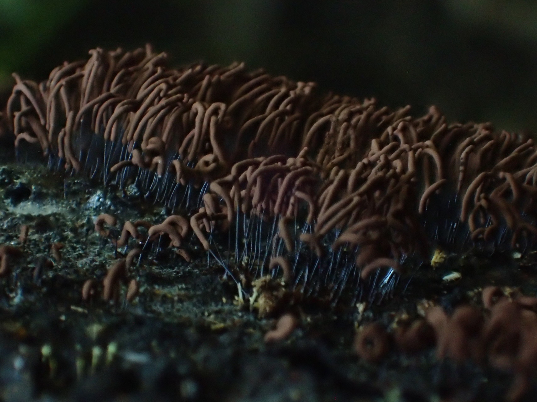 室池周辺 耐暑訓練的自然観察 変形菌類 よかさんの生駒山 神津嶽 大原山の活動日記 Yamap ヤマップ