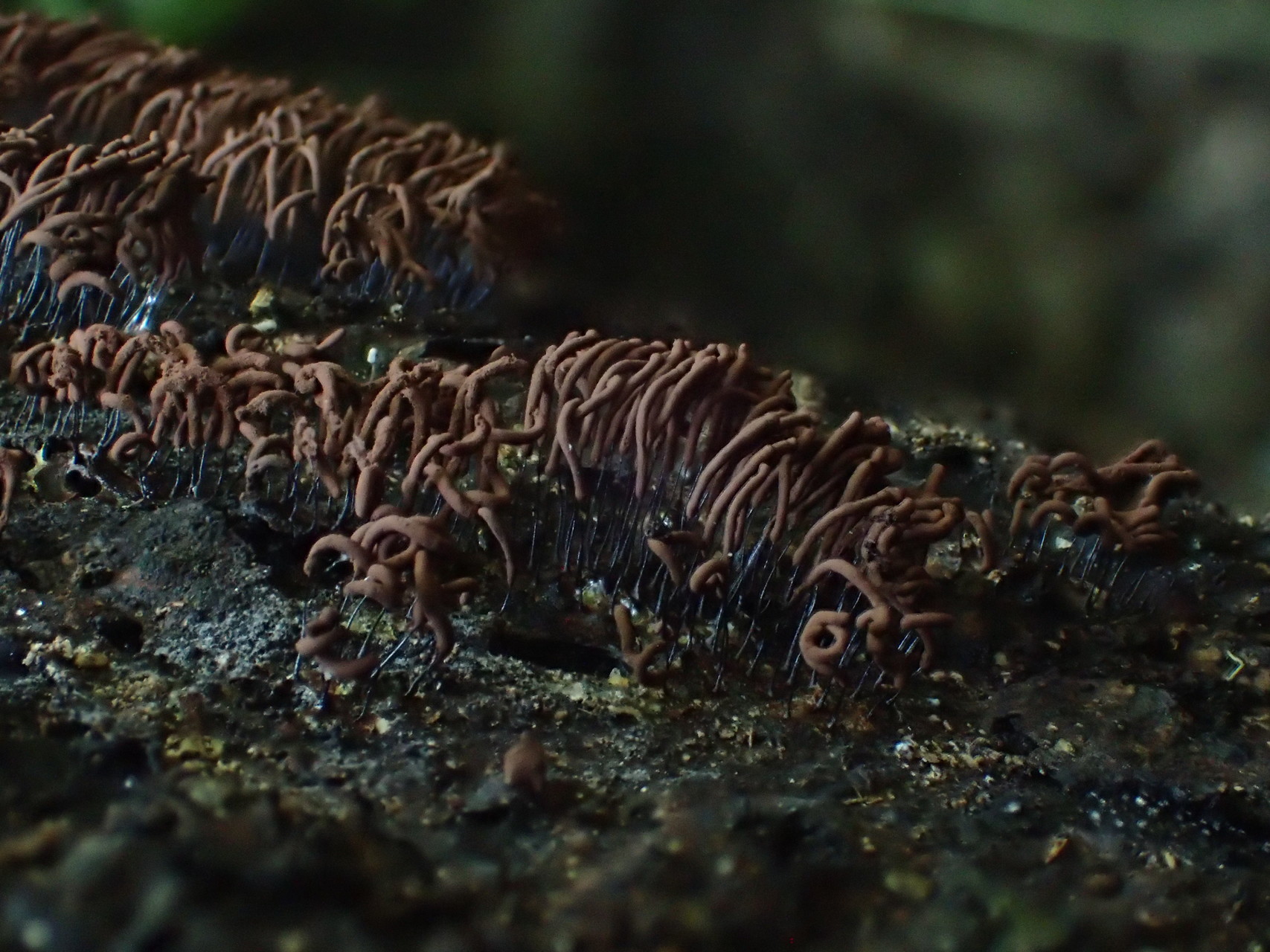 室池周辺 耐暑訓練的自然観察 変形菌類 よかさんの生駒山 神津嶽 大原山の活動日記 Yamap ヤマップ