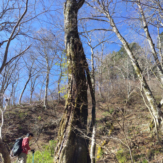 左門岳 周囲３mはないでしょう。でもかなりのご高齢で、そう長くは持たない感じです。