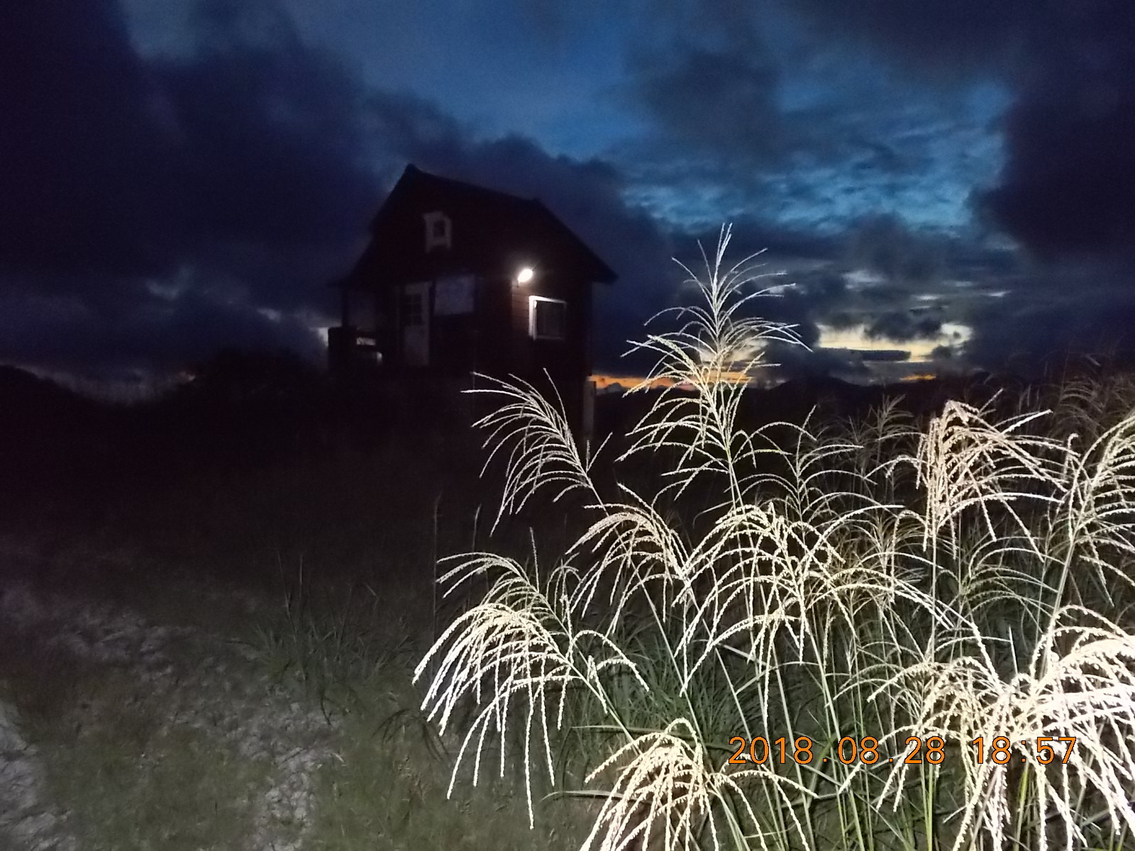 秋の深まりを感じるススキ原 ８月にして３割の状況 たくさんのグランスノー奥伊吹の活動データ Yamap ヤマップ