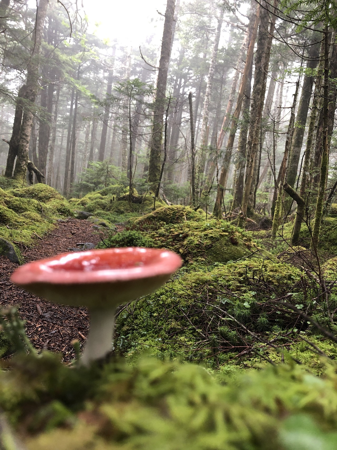 初八ヶ岳 念願のもののけの森 苔ときのこ大満喫の旅 ゆうさんの八ヶ岳 赤岳 硫黄岳 天狗岳 の活動データ Yamap ヤマップ
