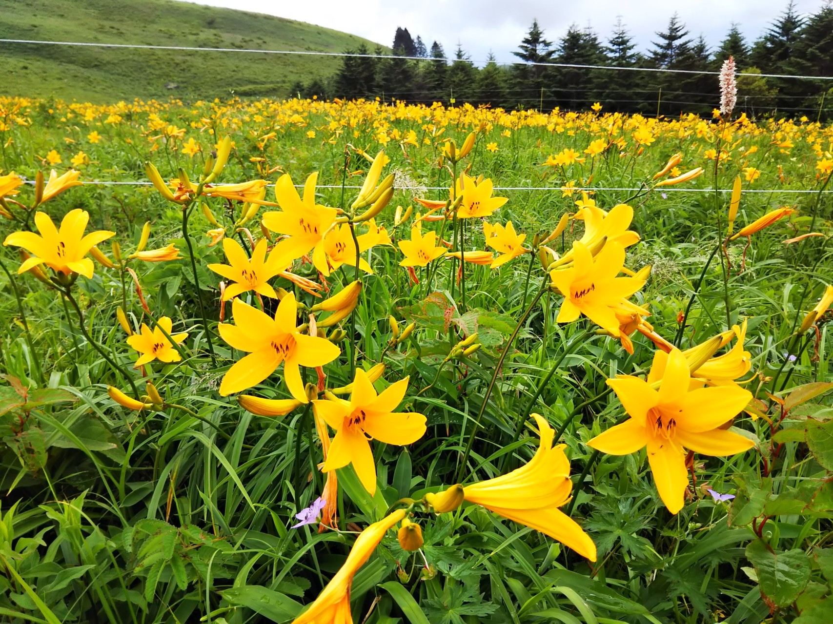 ニッコウキスゲと 霧ヶ峰 1 925m オーさんさんの霧ヶ峰 車山 大笹峰の活動データ Yamap ヤマップ