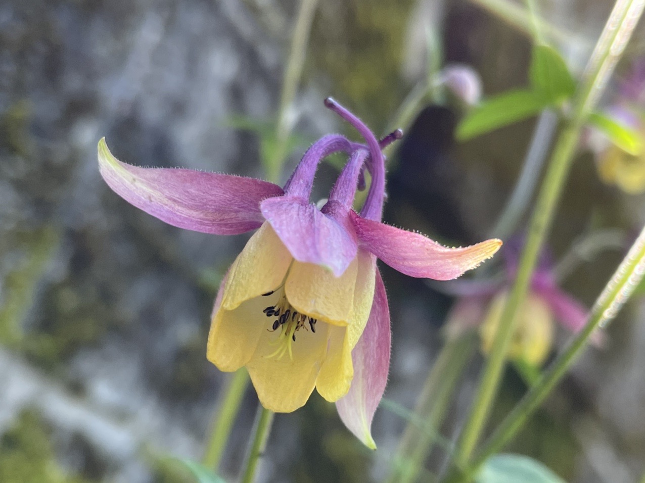 大浪池 オダマキとモウセンゴケの花に会いに らいくんさんの霧島山 韓国岳 高千穂峰 夷守岳 烏帽子岳の活動日記 Yamap ヤマップ