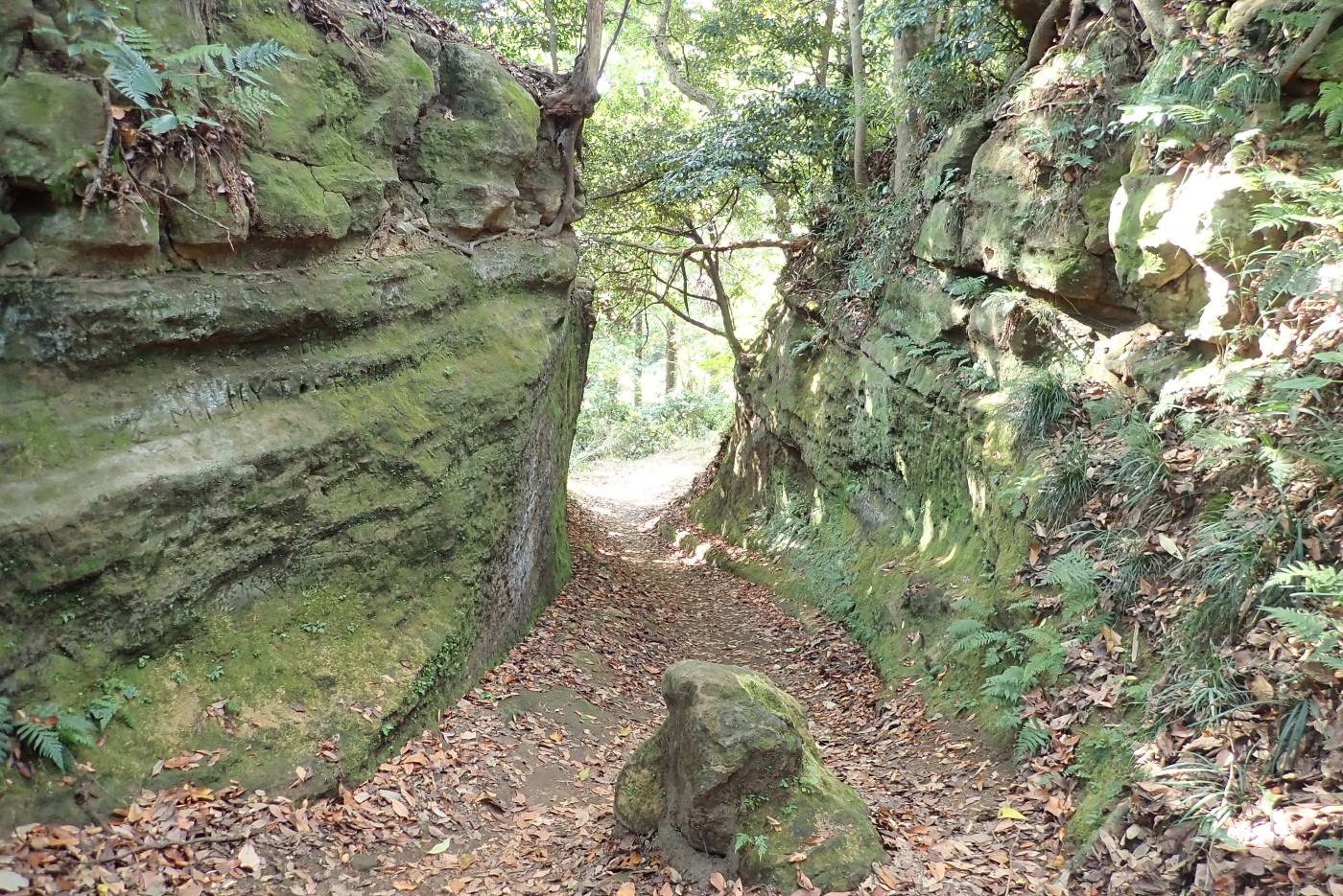 港南台駅から鎌倉アルプスを抜けて大船駅へ Wanderさんの鎌倉アルプス 大平山 天台山 の活動データ Yamap ヤマップ