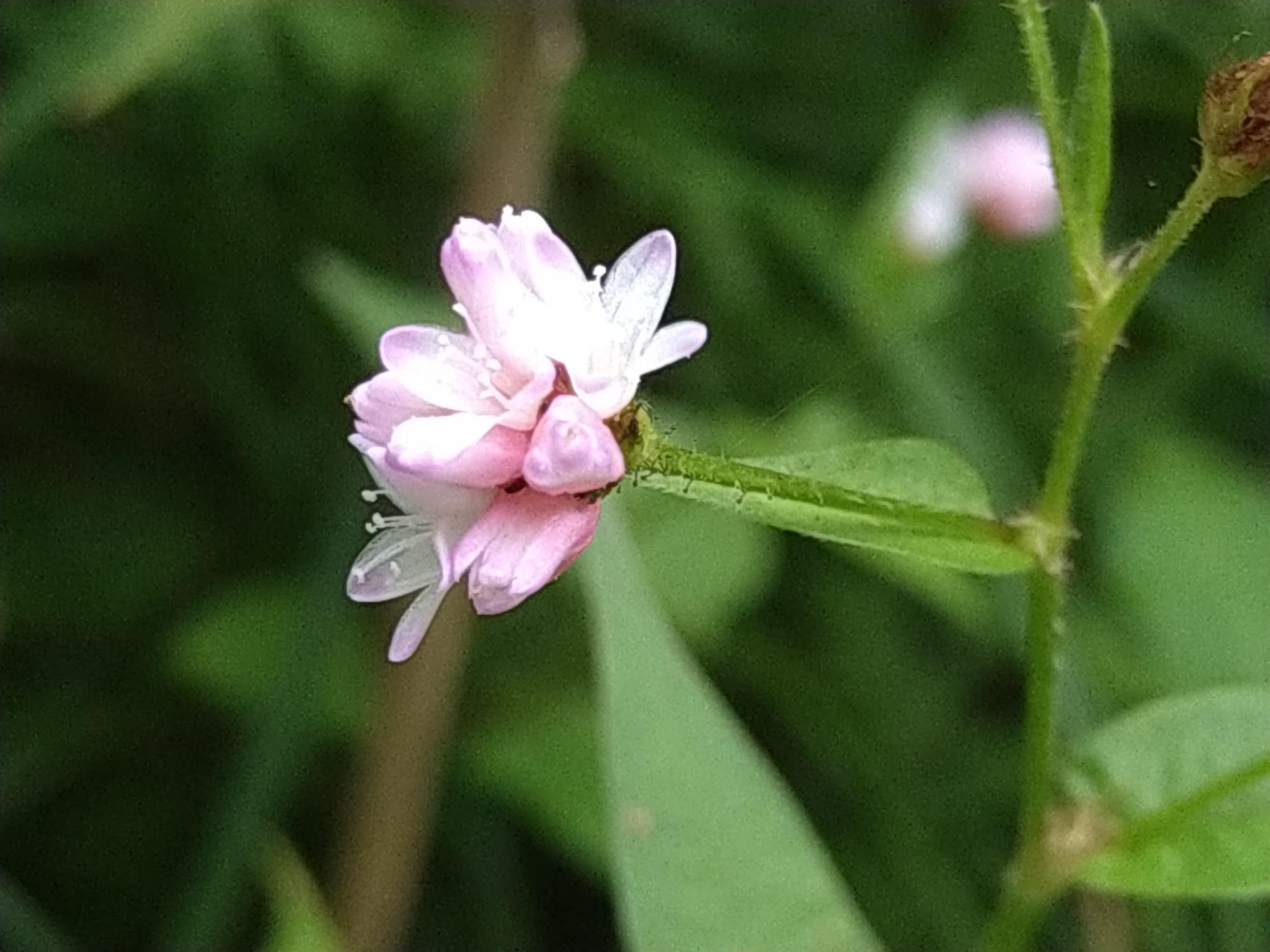 桑ノ木台湿原 鳥海国定公園 花散歩 桜ママさんのウォーキングの活動データ Yamap ヤマップ