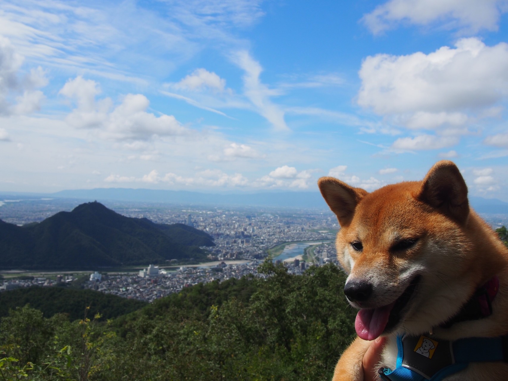 百々ヶ峰 初の長良川ふれあいの森スタート こういちと柴犬れもんさんの百々ヶ峰 源太峰の活動データ Yamap ヤマップ