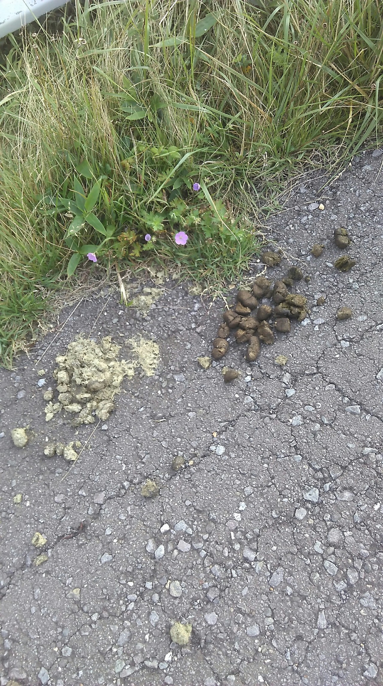 汐首山 しおくび で野生の馬を見た コズさんの函館市の活動日記 Yamap ヤマップ