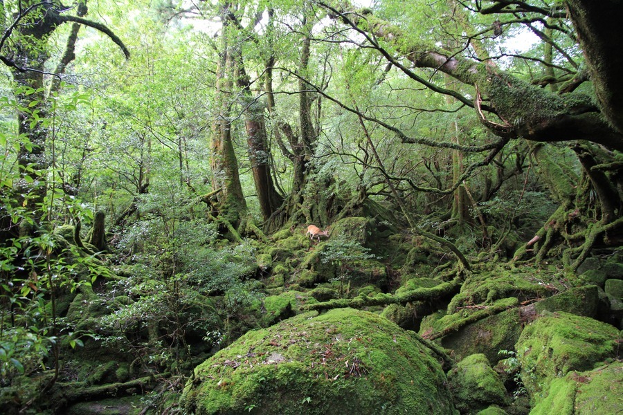 白谷雲水峡から縄文杉へ ひよさんの屋久島 宮之浦岳の活動データ Yamap ヤマップ