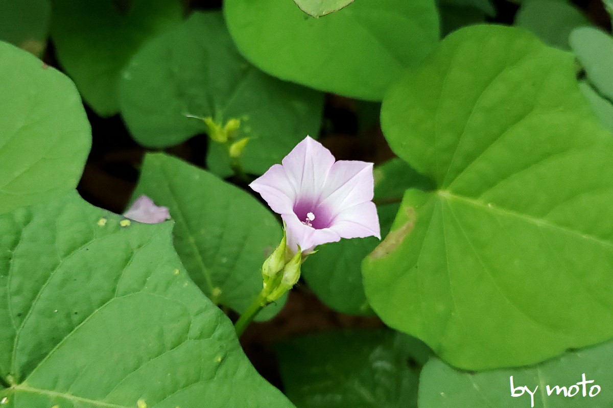 保証金 寝室を掃除する 幻想 さつまいも 花 オレンジ お父さん 保育園 スロー