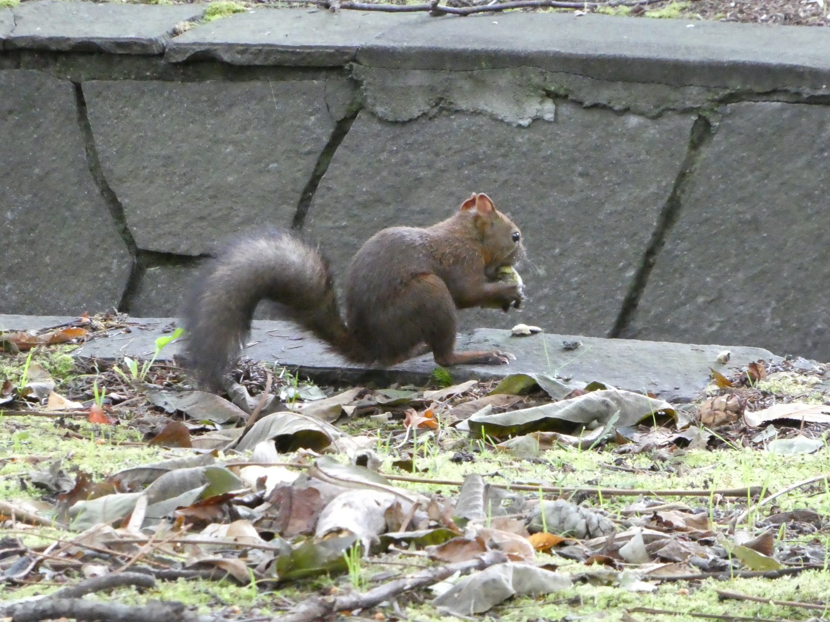 琴似発寒川を平和の滝 エゾリス遭遇 Chibitaさんの手稲山 奥手稲山の活動データ Yamap ヤマップ