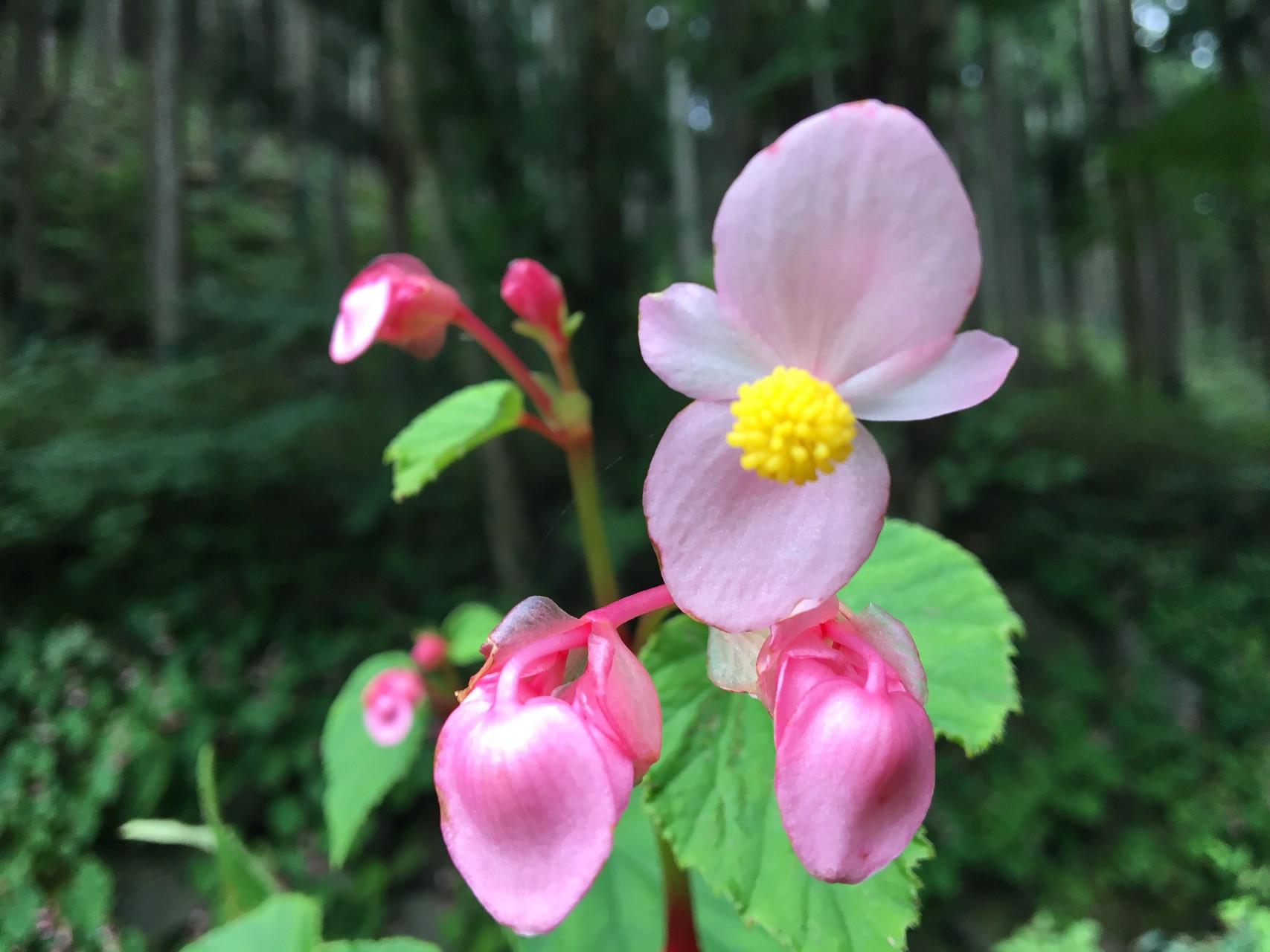 秋海棠を観に大平山神社 山流ふれあいの森 満願寺 ソロでのんびりと くろたんさんの太平山 栃木県 晃石山 唐沢山の活動データ Yamap ヤマップ