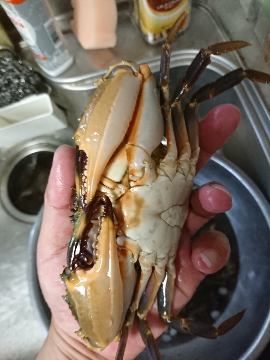 多分 今年最後の蟹取り 釣り馬鹿さんの知多半島 任坊山 本宮山 鍋山 の活動データ Yamap ヤマップ