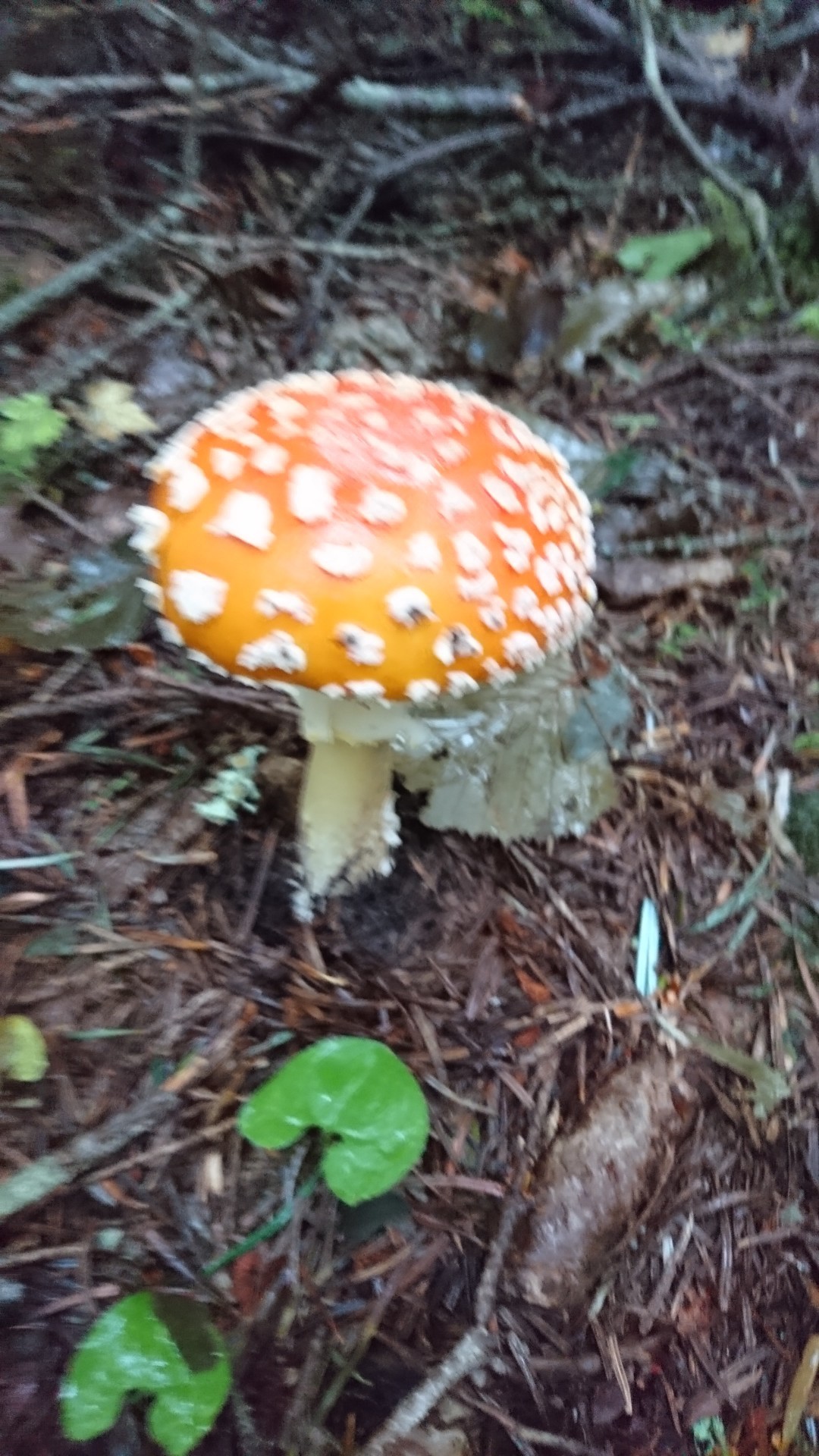 南アルプス山と酒 ｰ 悪沢岳 赤石岳 いわなのあくびさんの荒川岳 東岳 悪沢岳 前岳 中岳 赤石岳の活動日記 Yamap ヤマップ