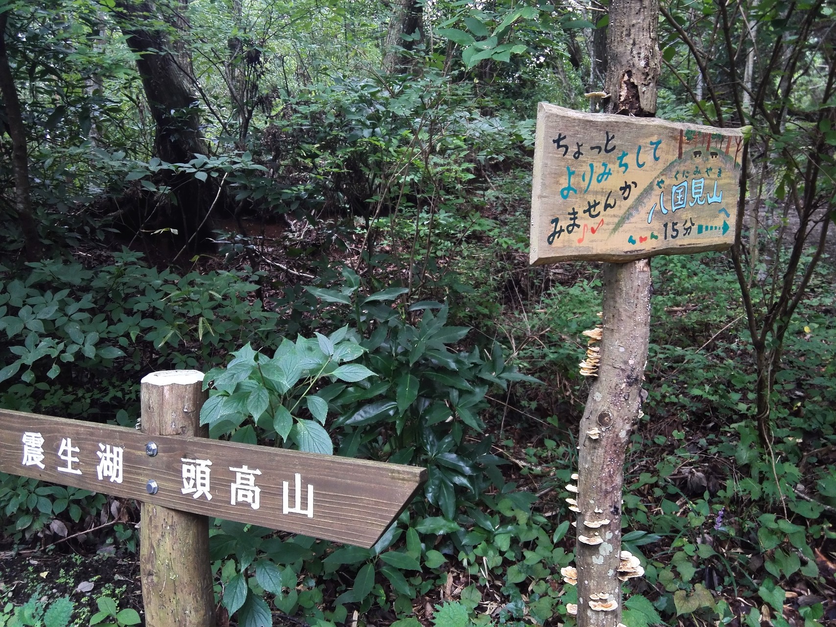 リベンジ八国見山 南足柄 神山滝一周25km 山のそば造成地にビックリ Maki816さんの丹沢山の活動日記 Yamap ヤマップ