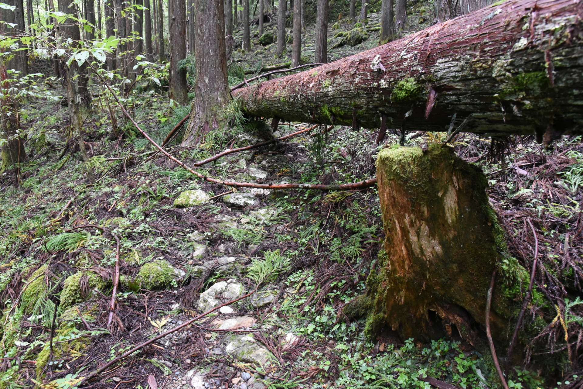熊伏山・観音山 台風で？、遊歩道に倒木が倒れこんでいました。