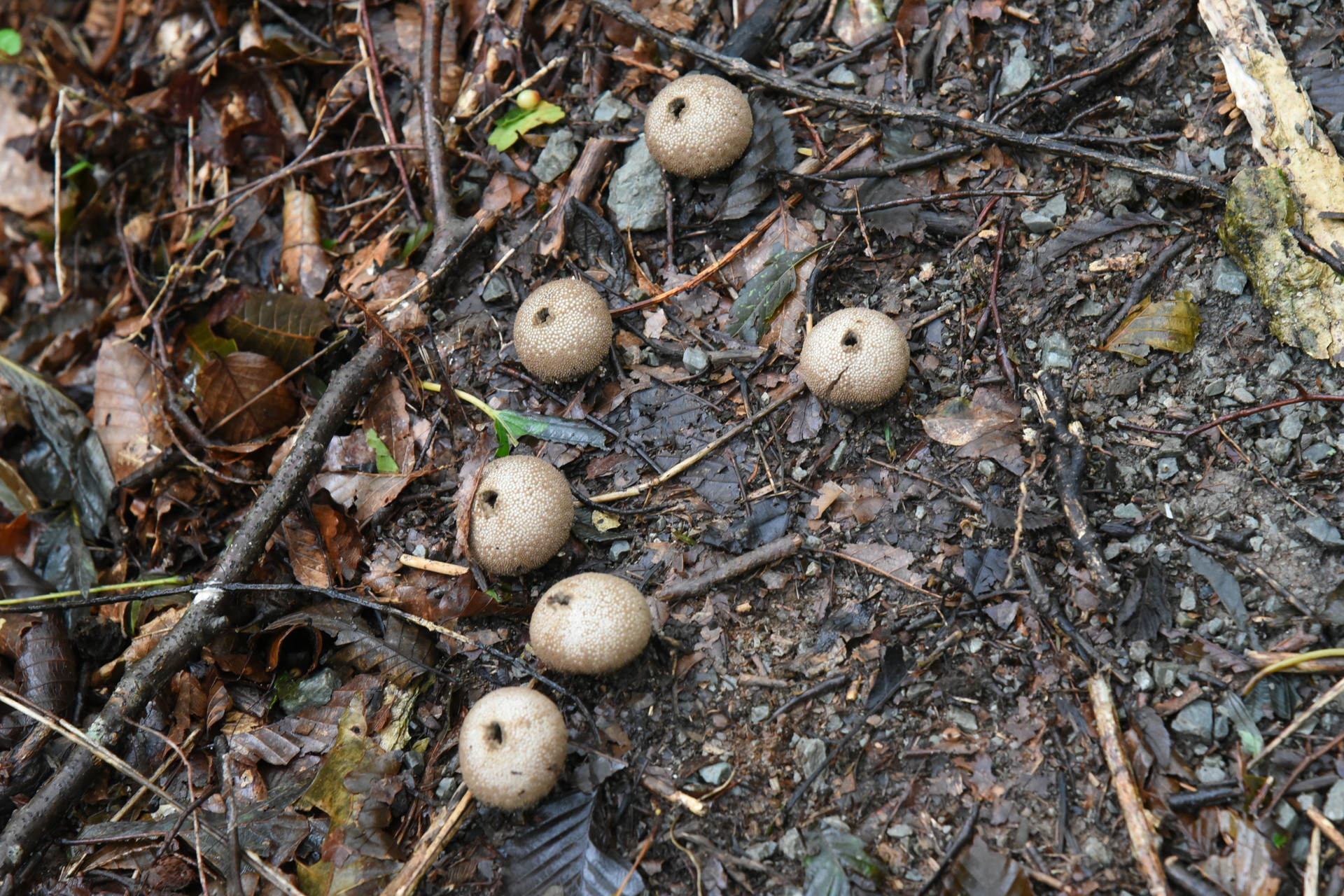 熊伏山・観音山 変わったキノコが生えてました。
踏むと、胞子が噴出します。