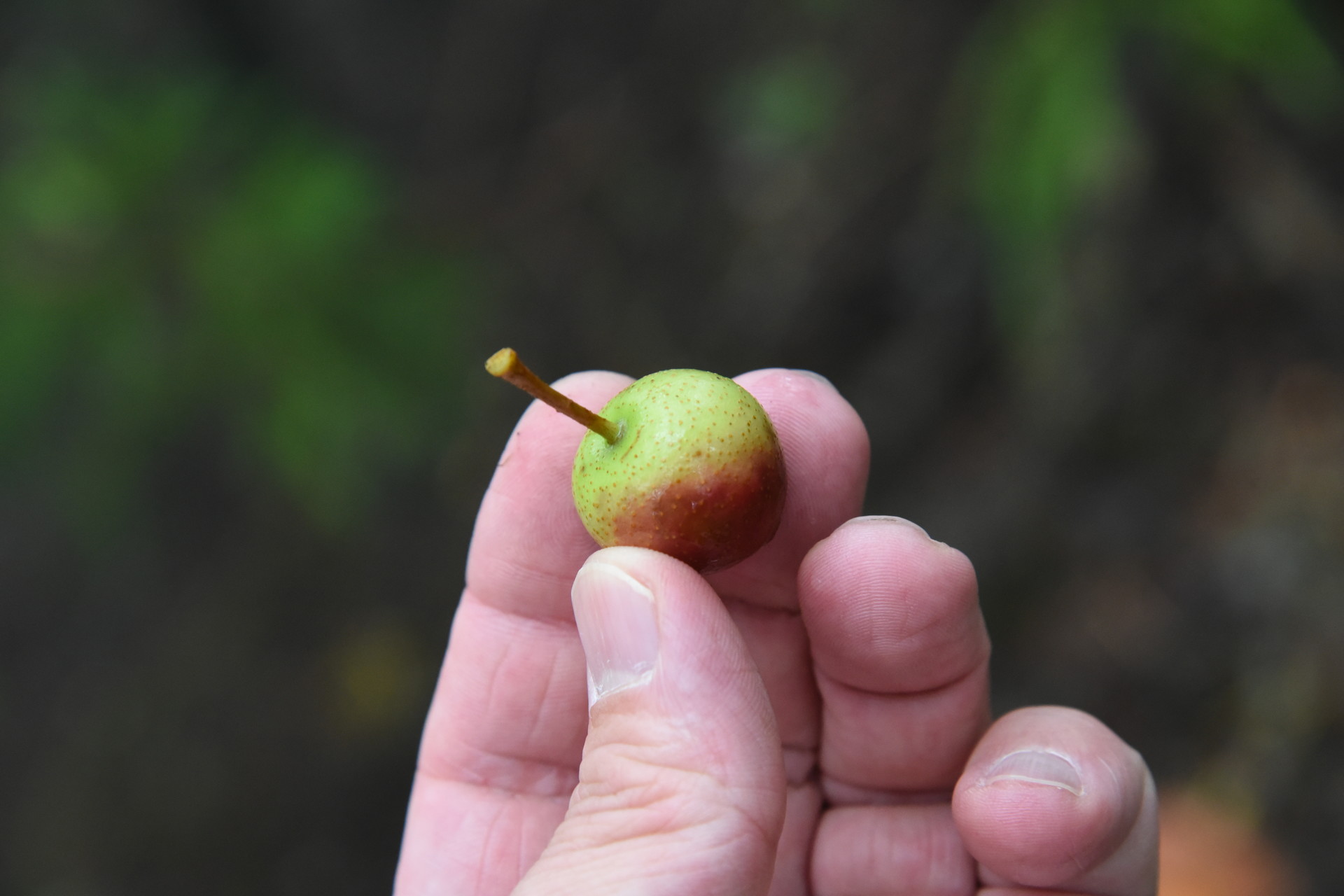熊伏山・観音山 天然の、リンゴ？
かじる気には、なりませんでした。