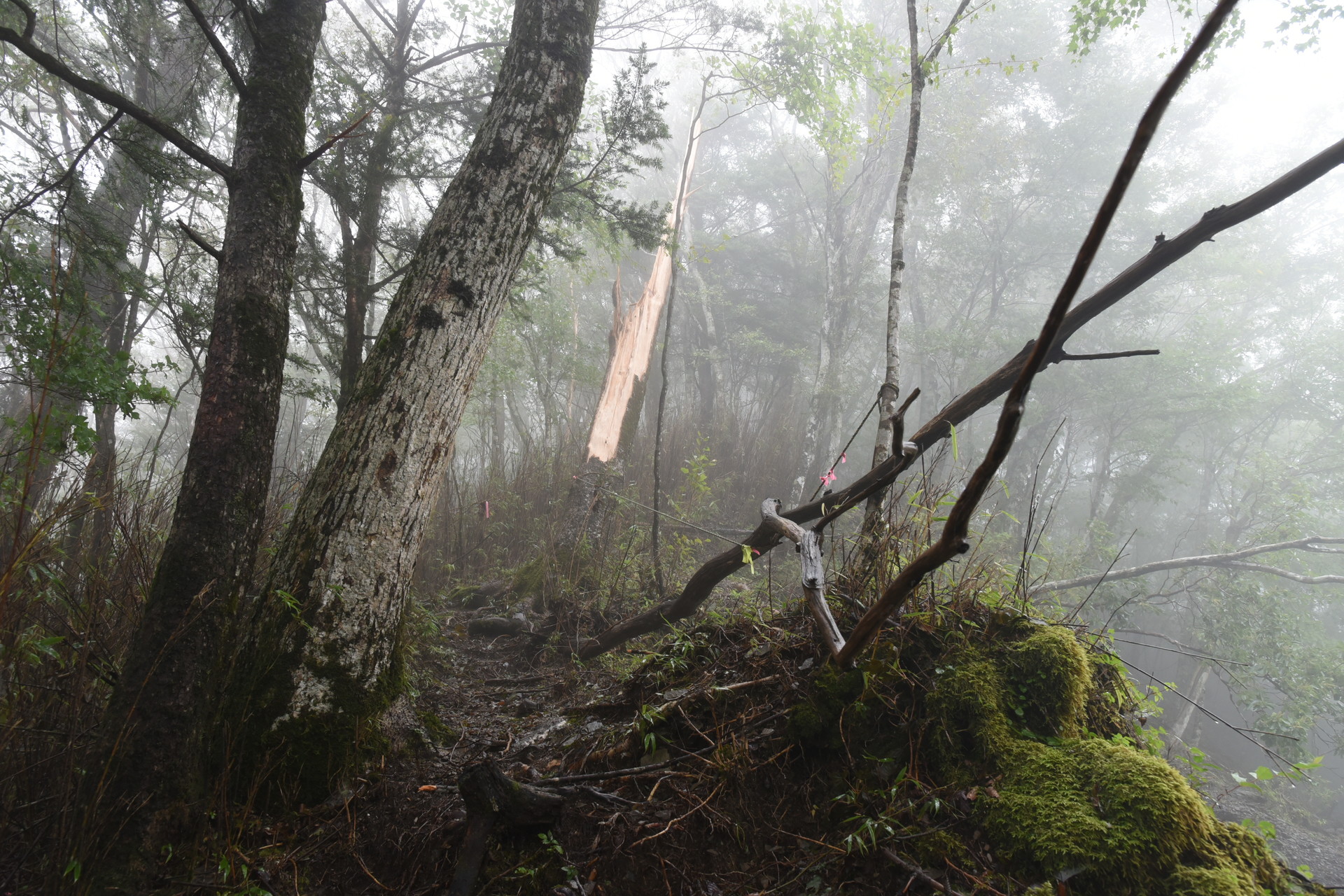 熊伏山・観音山 ボキッと、行っちゃったようです。