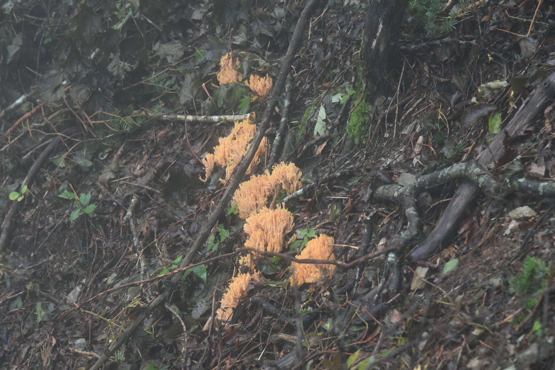 熊伏山・観音山 エノキダケ？
とても食べてみる気には...