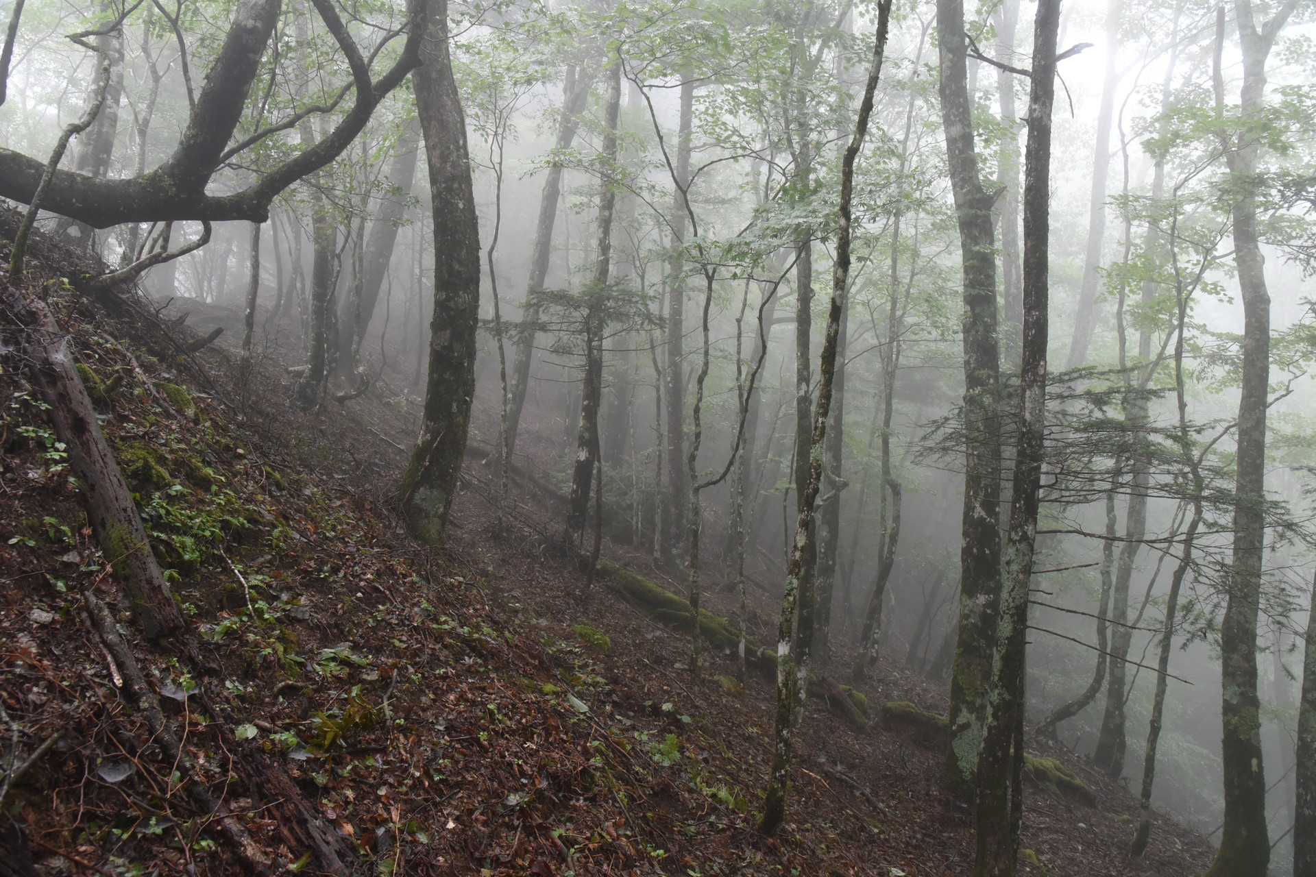 熊伏山・観音山 青崩の頭付近。
ここから、引き返しました。