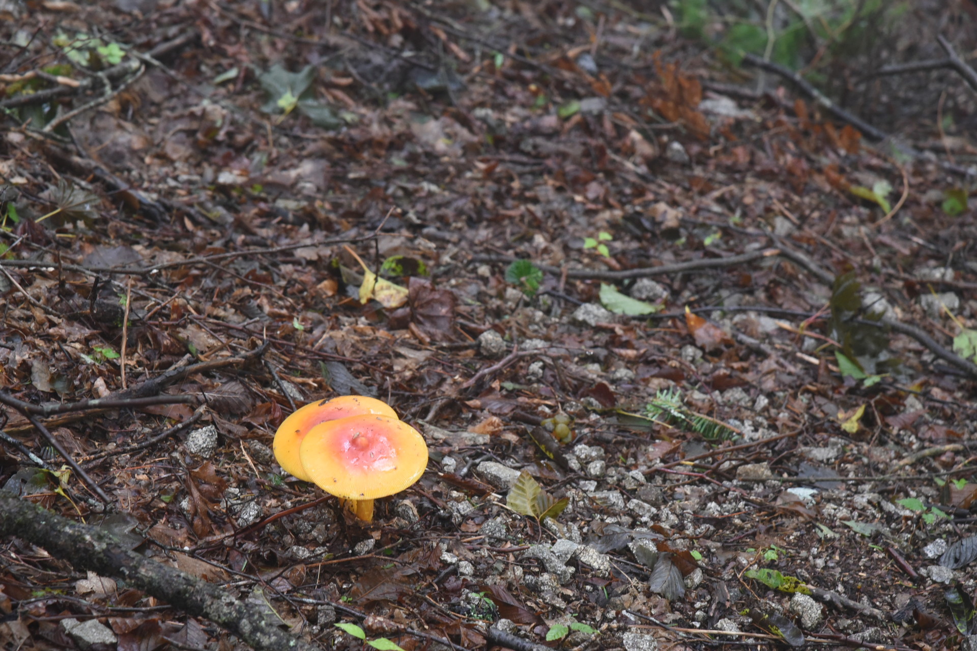 熊伏山・観音山 毒キノコにしか見えませんが、
意外と、食べられたりするのかな？