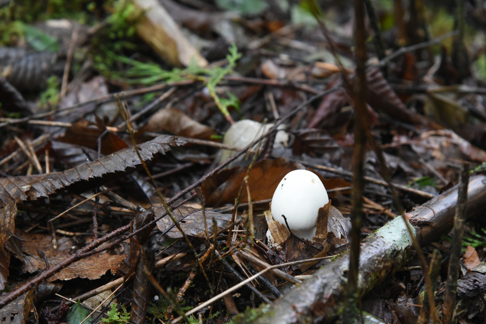 熊伏山・観音山 これは、食べられないでしょう。