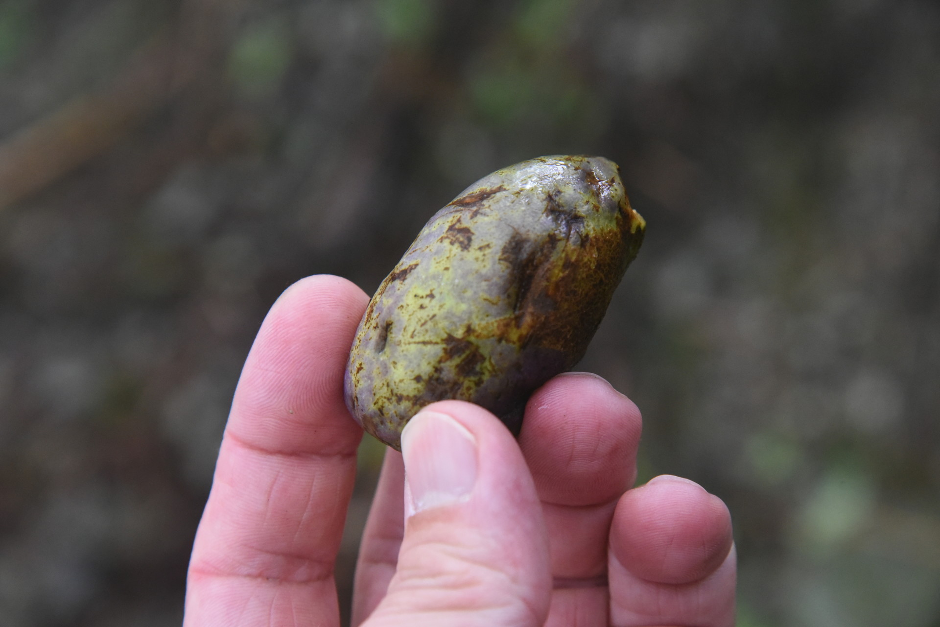 熊伏山・観音山 ポポの実？