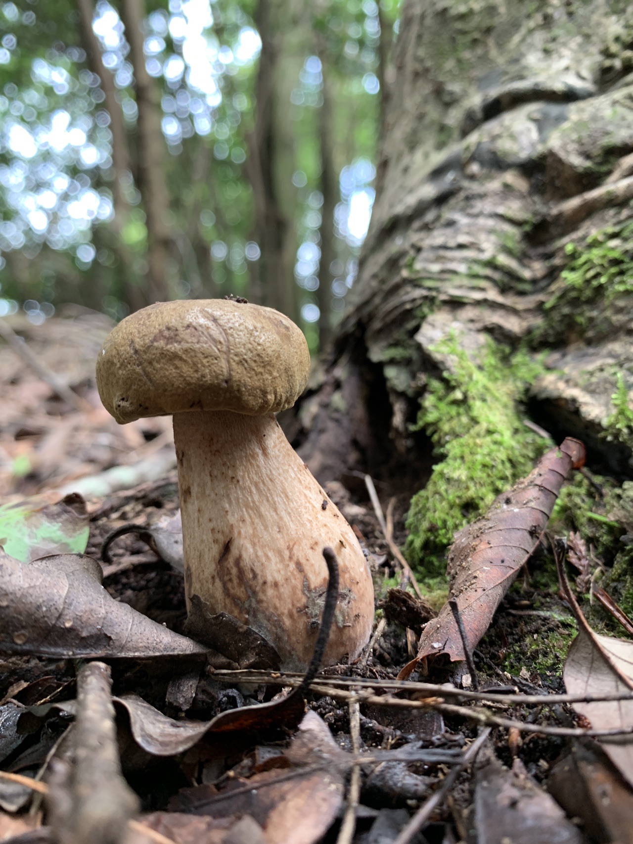 大文字山は現在きのこの山です カエンタケらしき個体も 19 09 01 ゆみさんの大文字山 如意ヶ嶽 稲荷山の活動日記 Yamap ヤマップ