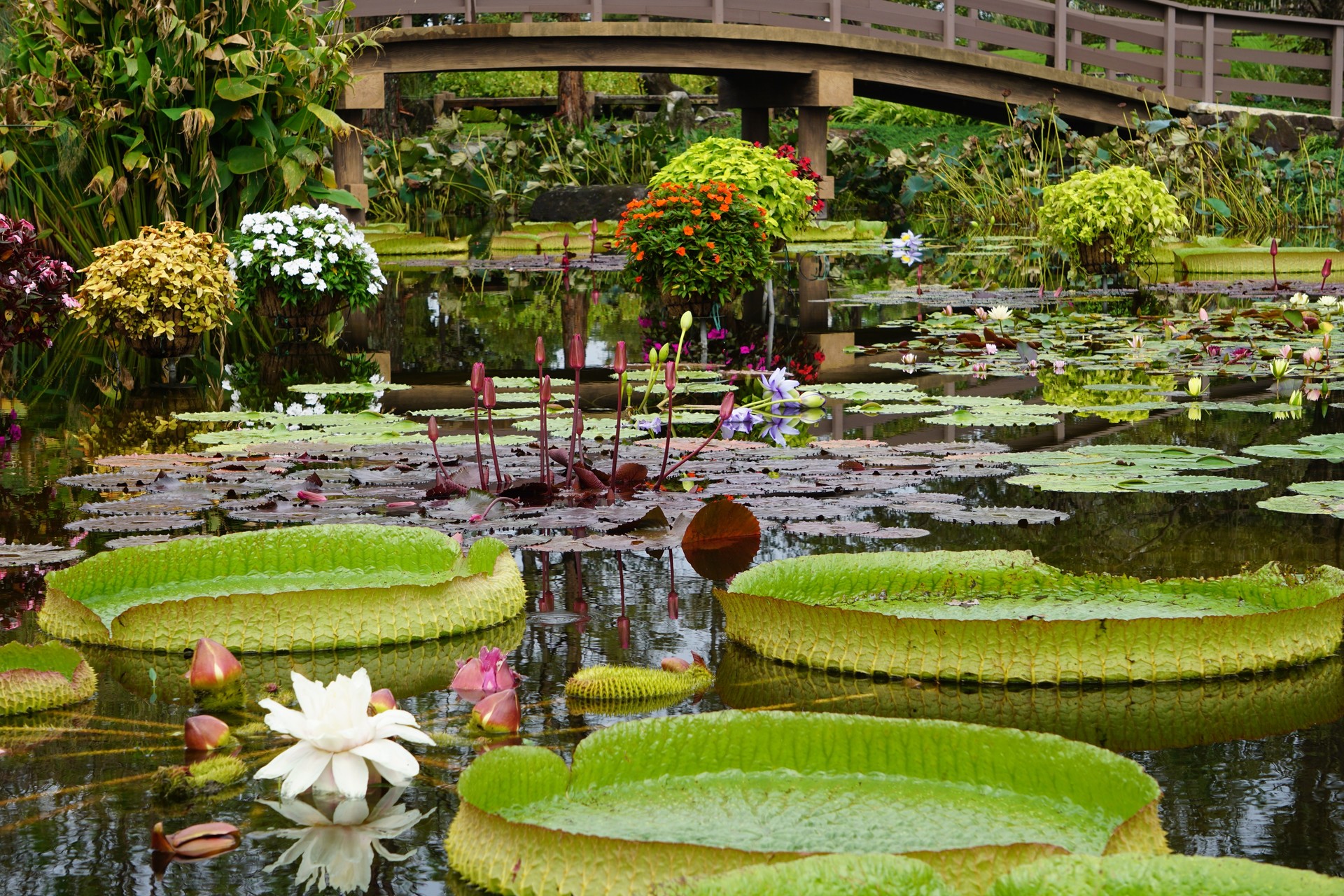 花を見に 草津市水生植物公園みずの森へ ななぱふさんの中山道 草津宿 大津宿 の活動データ Yamap ヤマップ
