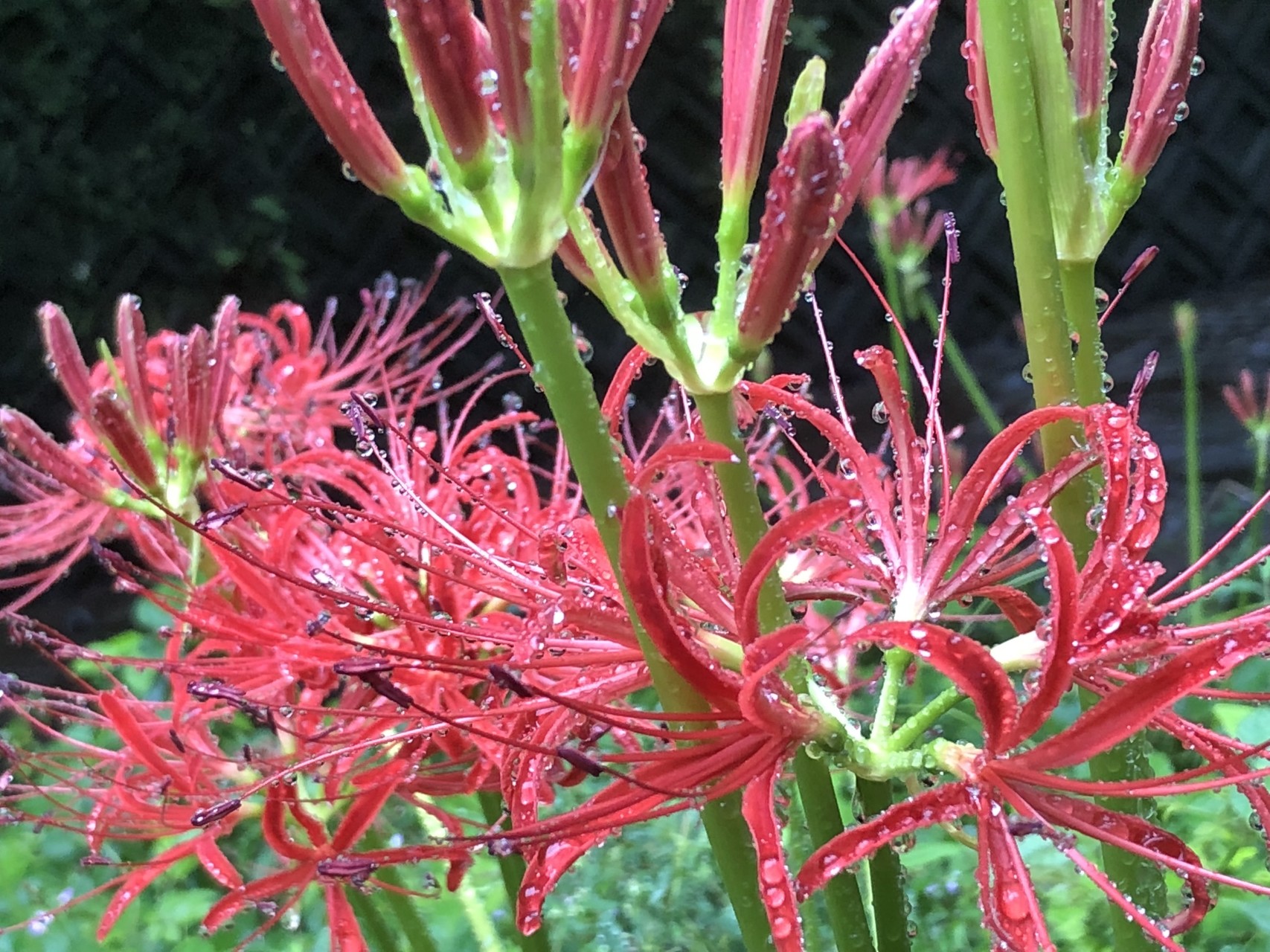 秋の花探しに花沢山へ Yazakiさんの焼津アルプス 高草山 満観峰 花沢山 徳願寺山の活動データ Yamap ヤマップ