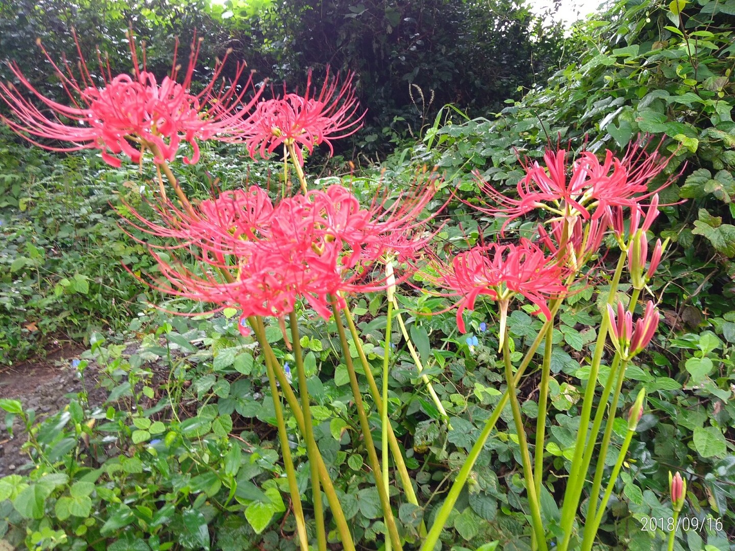 彼岸花咲く満観峰 高草山 静岡 Kotasanさんの焼津アルプス 高草山 満観峰 花沢山 徳願寺山の活動日記 Yamap ヤマップ