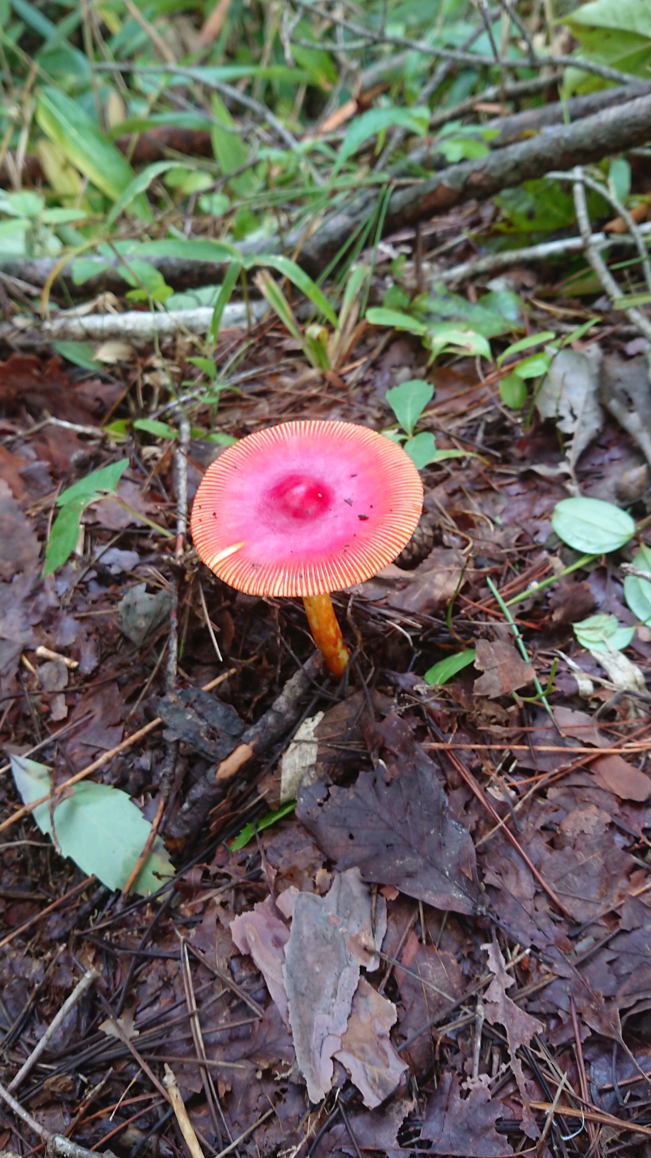 高山市 原山 膝の怪我で休止中 のりさんの飛騨市 高山市の活動日記 Yamap ヤマップ