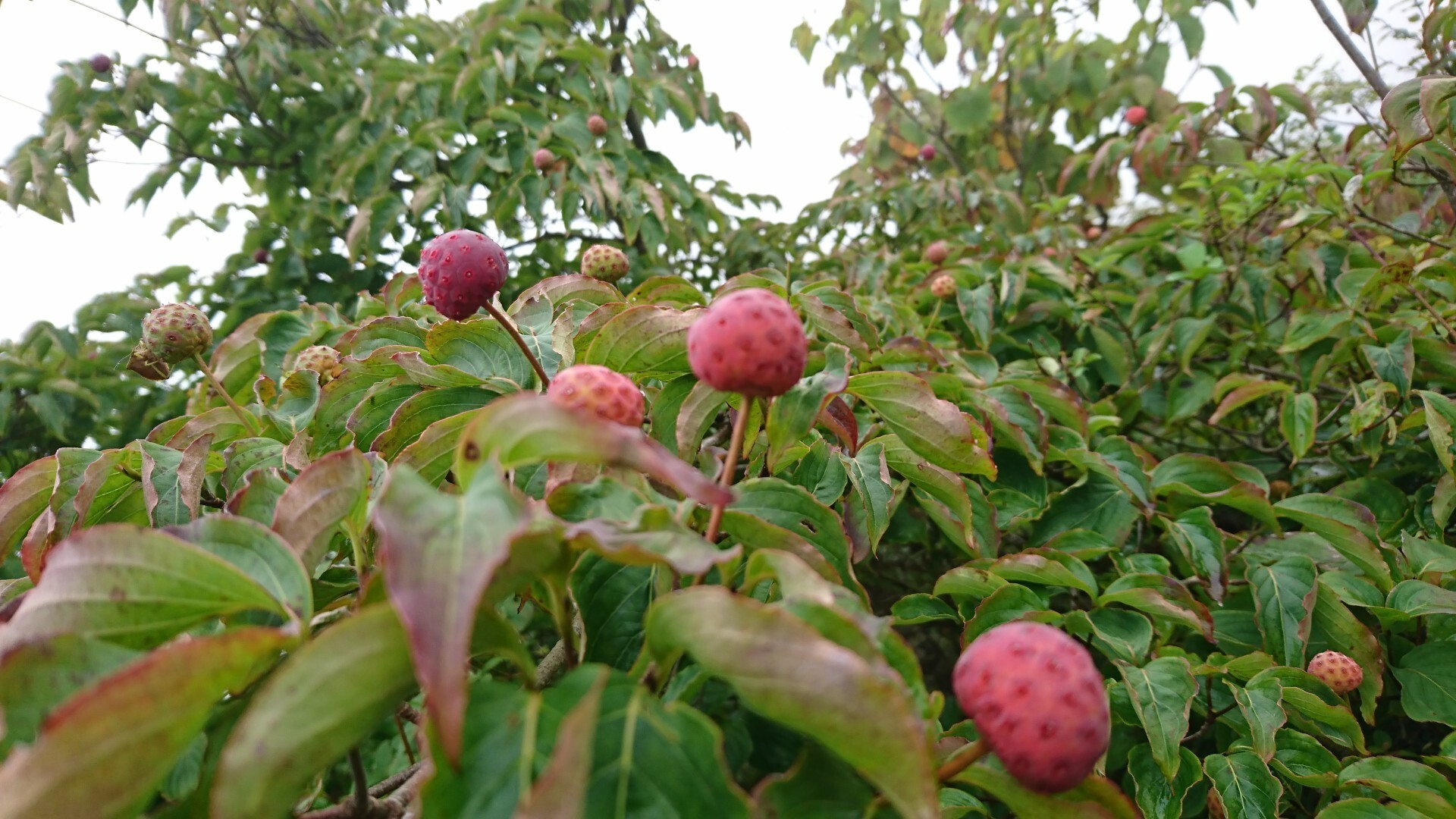 大山 雨とガスとトリカブト シロクマさんの大山 甲ヶ山 野田ヶ山の活動日記 Yamap ヤマップ