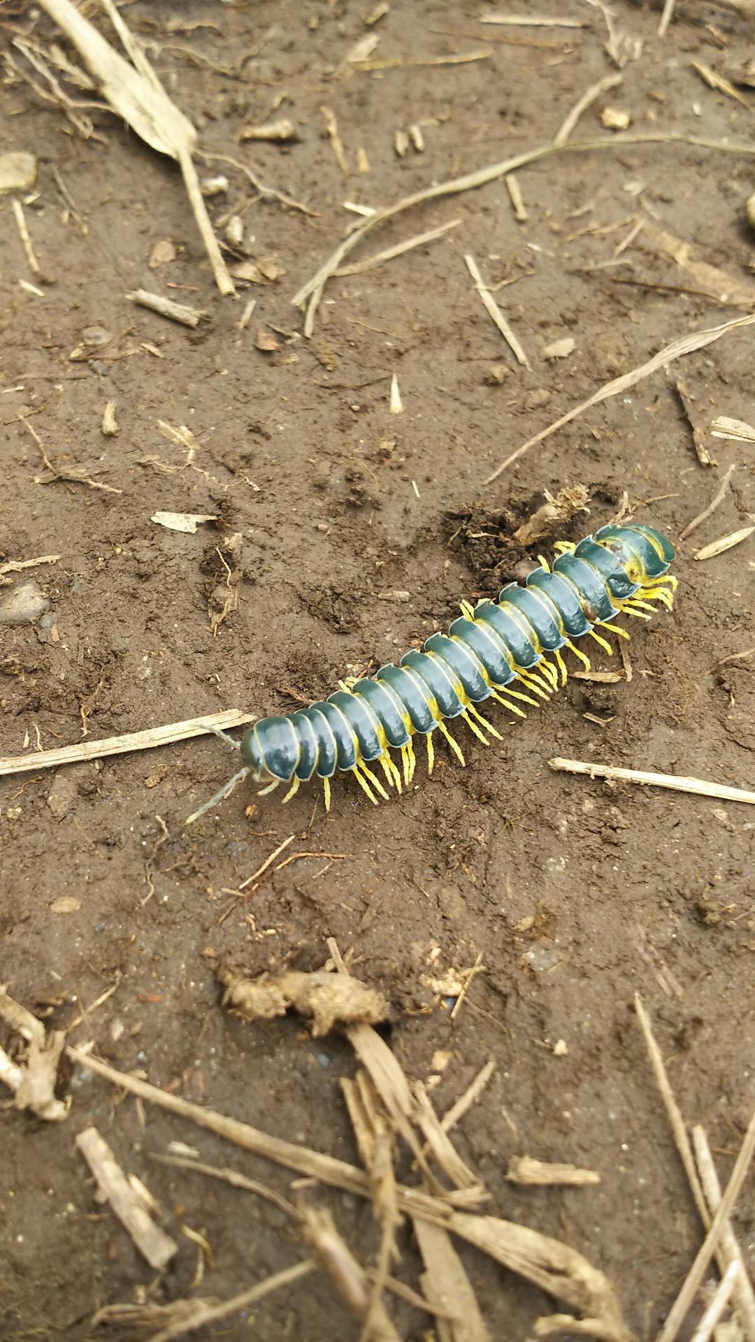 天山は秋の花だらけ かえるさんの天山の活動日記 Yamap ヤマップ
